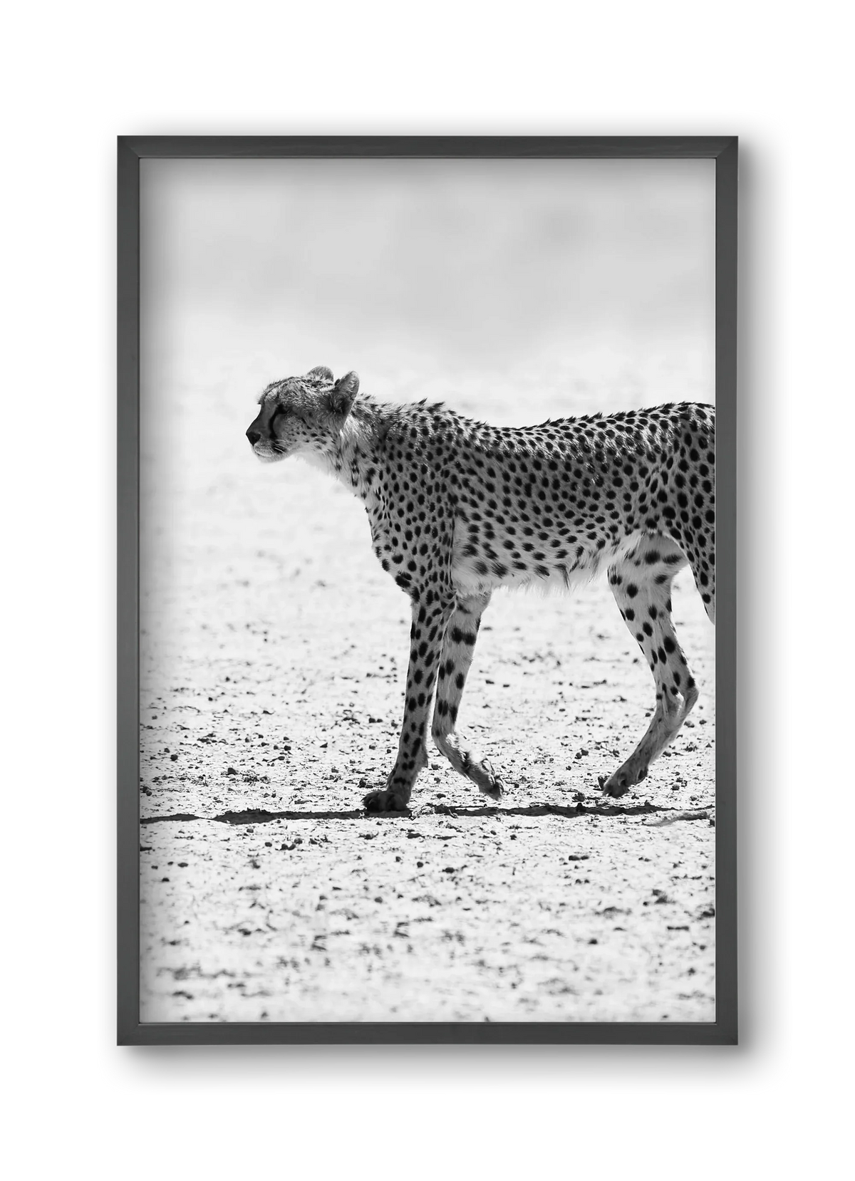 Cheetah - artbridge