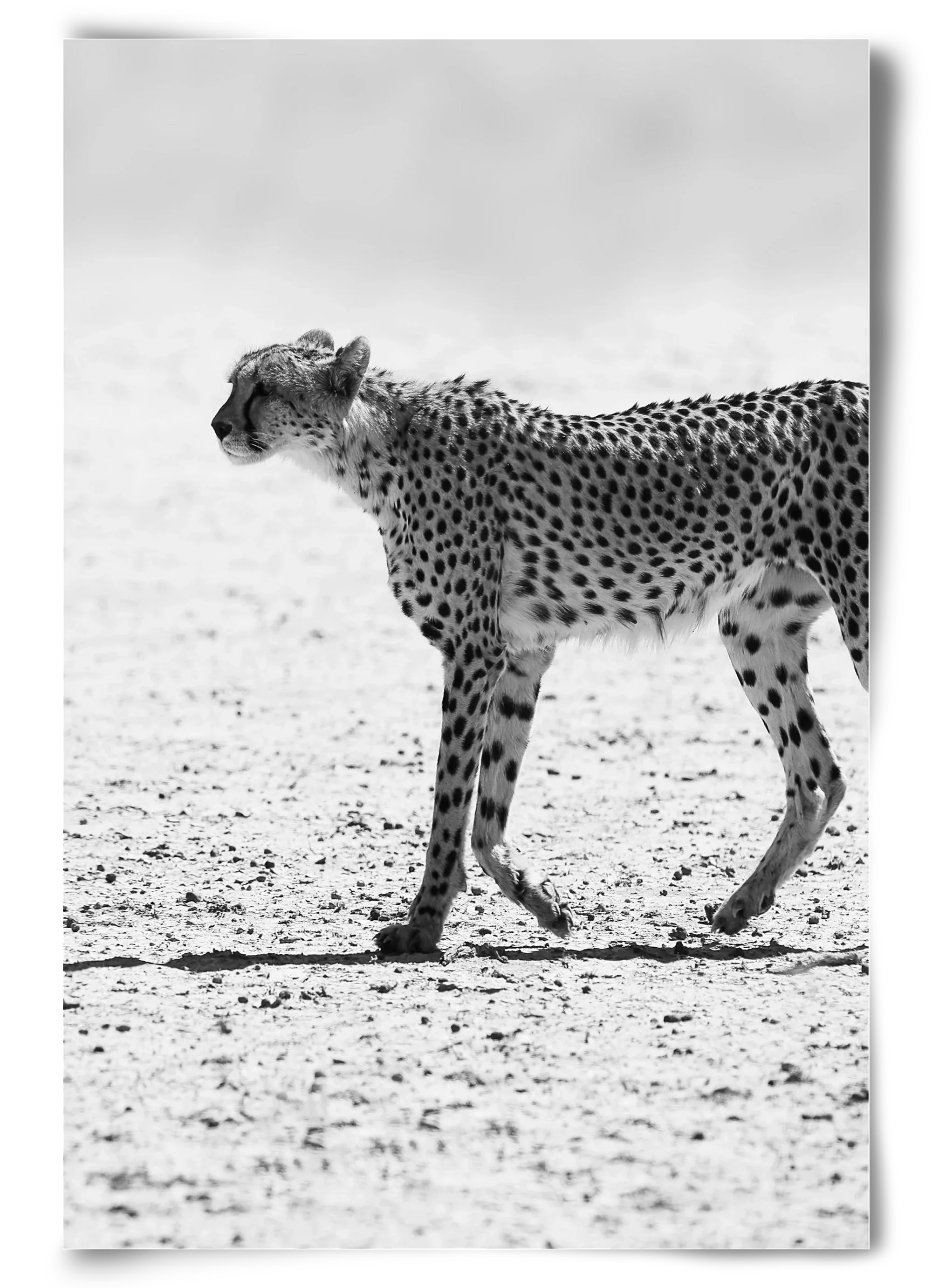 Cheetah - artbridge
