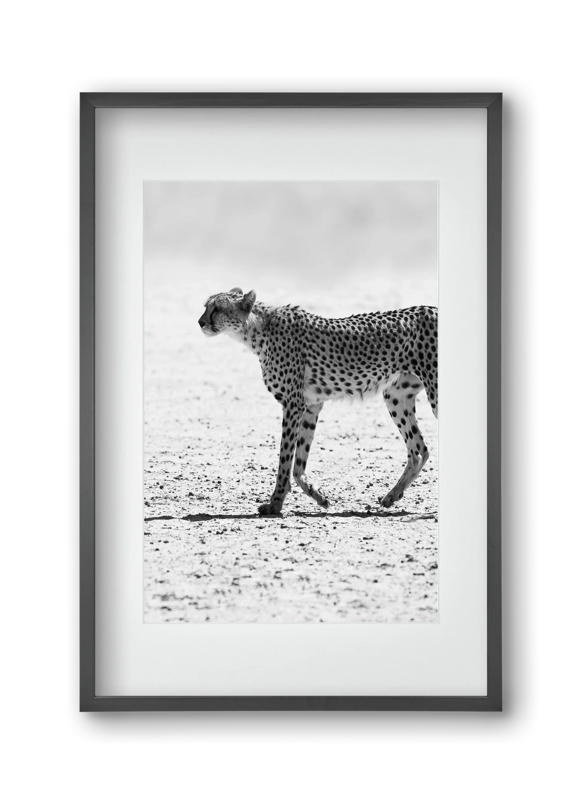 Cheetah - artbridge