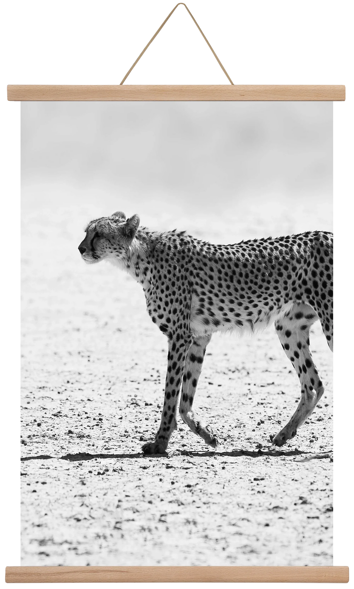 Cheetah - artbridge