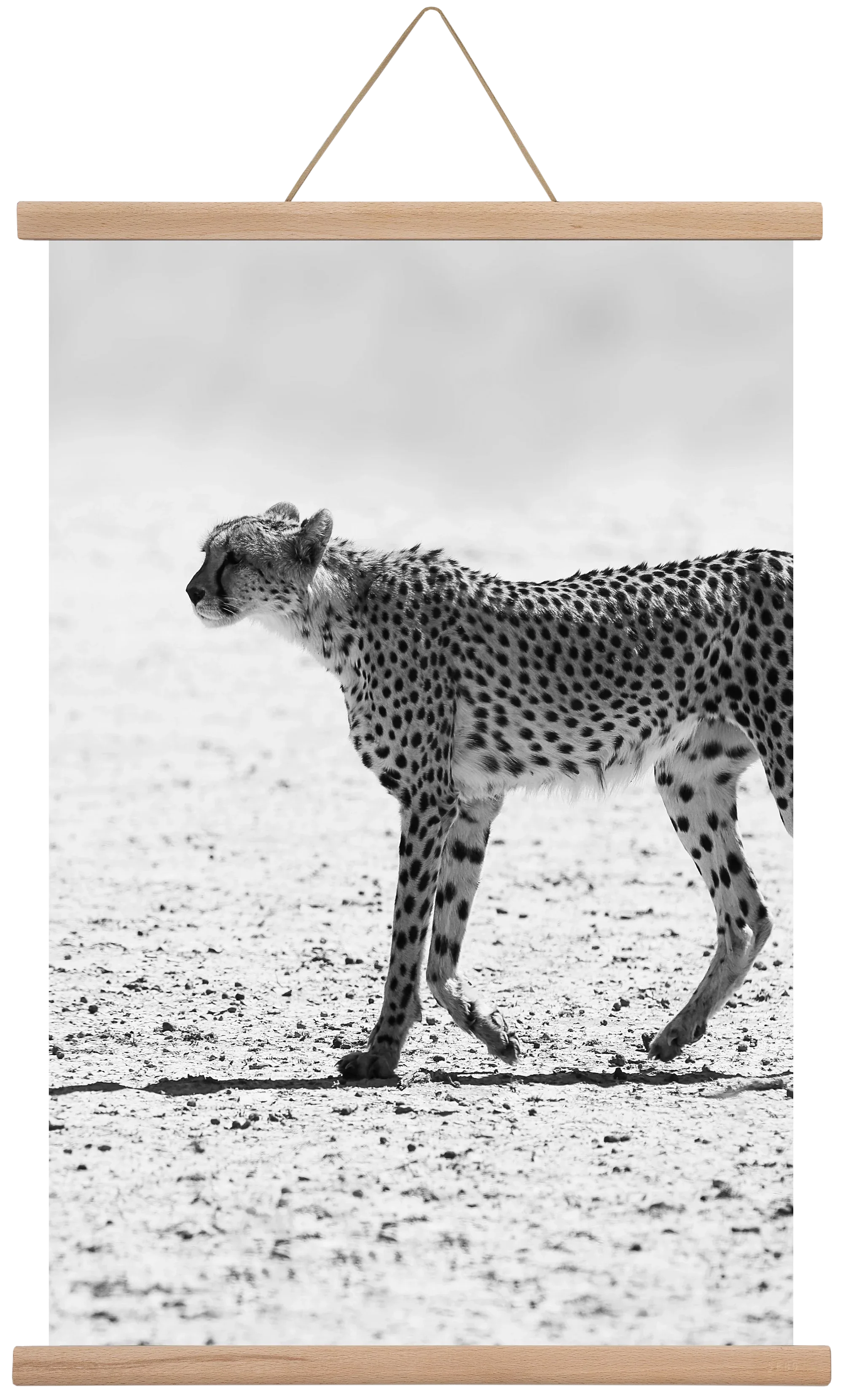 Cheetah - artbridge