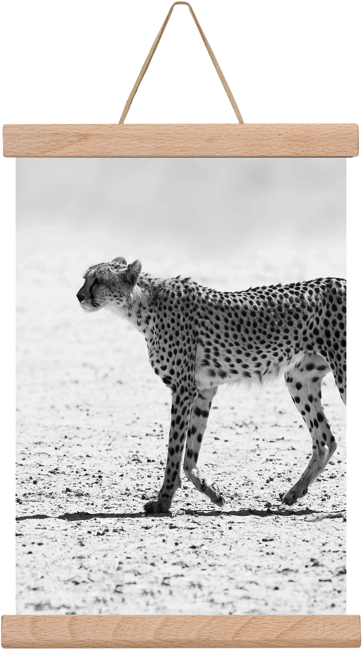 Cheetah - artbridge