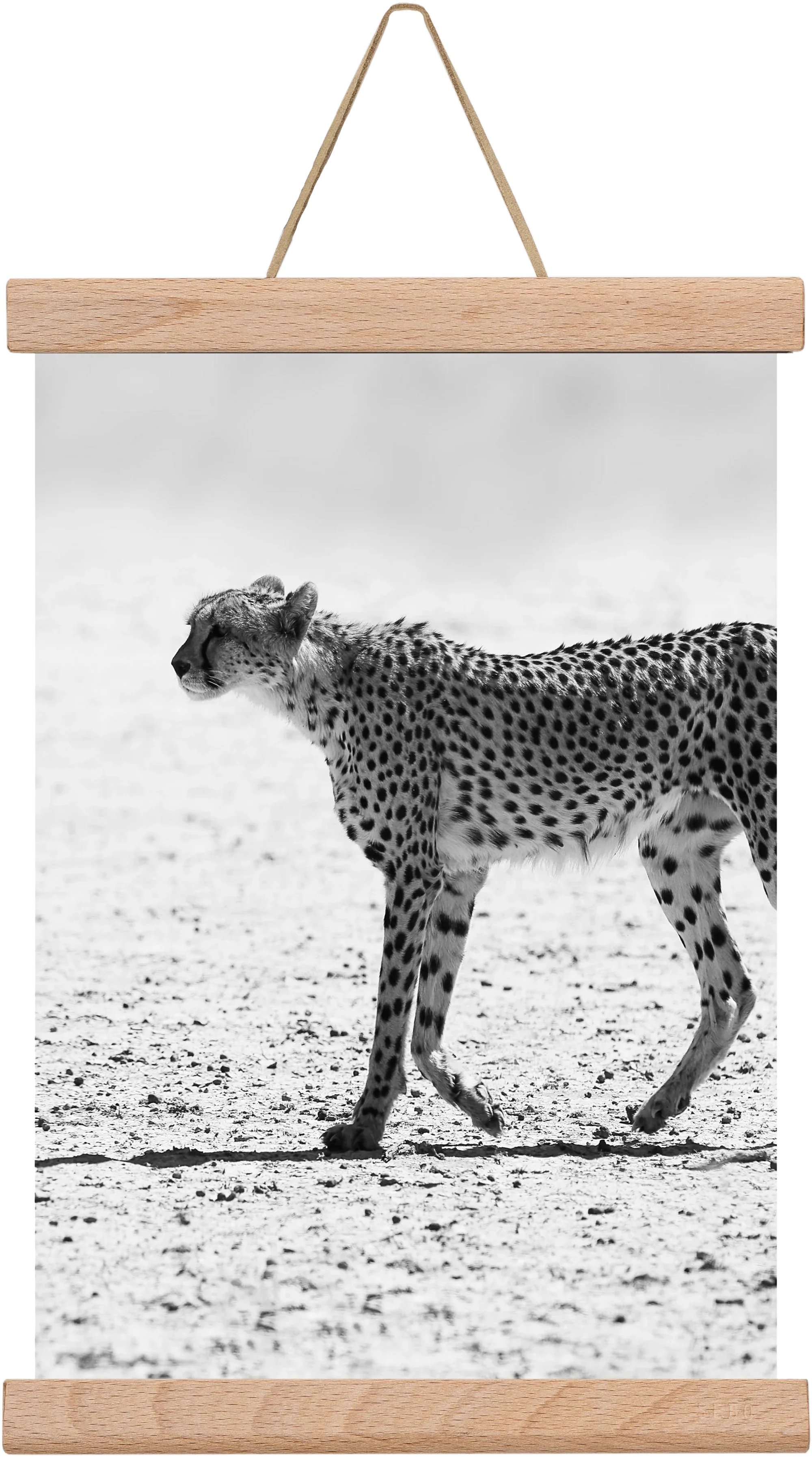 Cheetah - artbridge