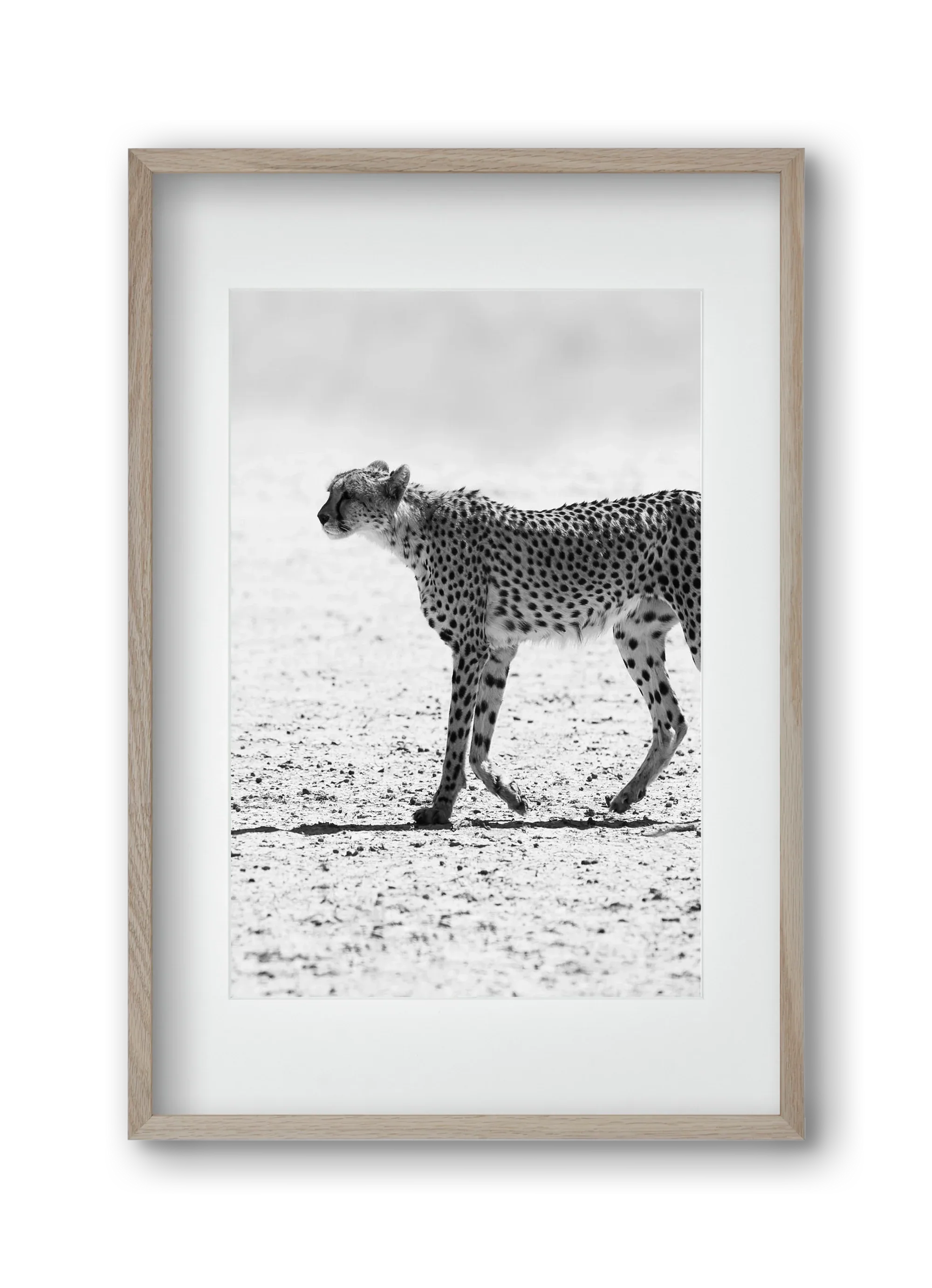 Cheetah - artbridge