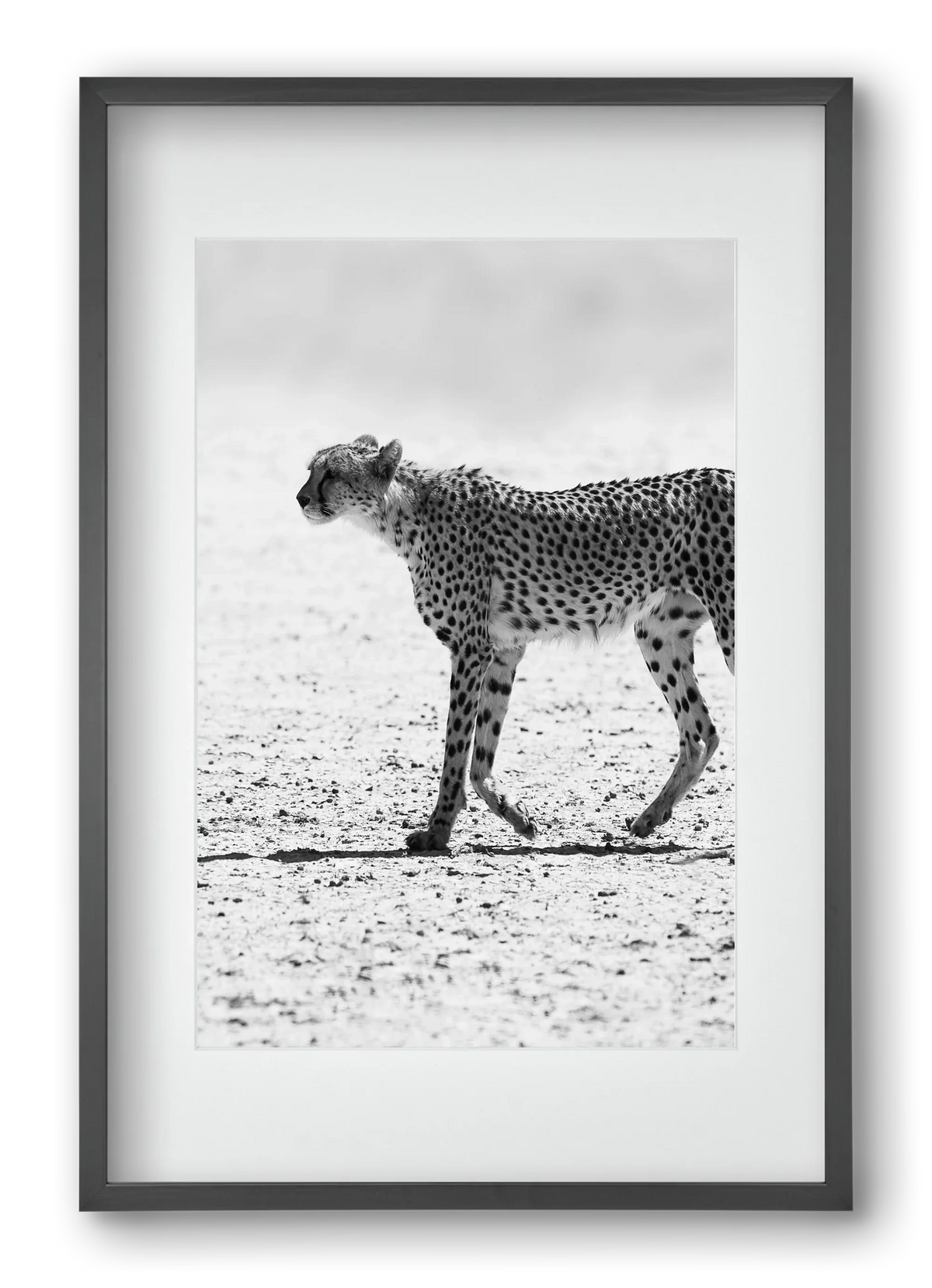 Cheetah - artbridge