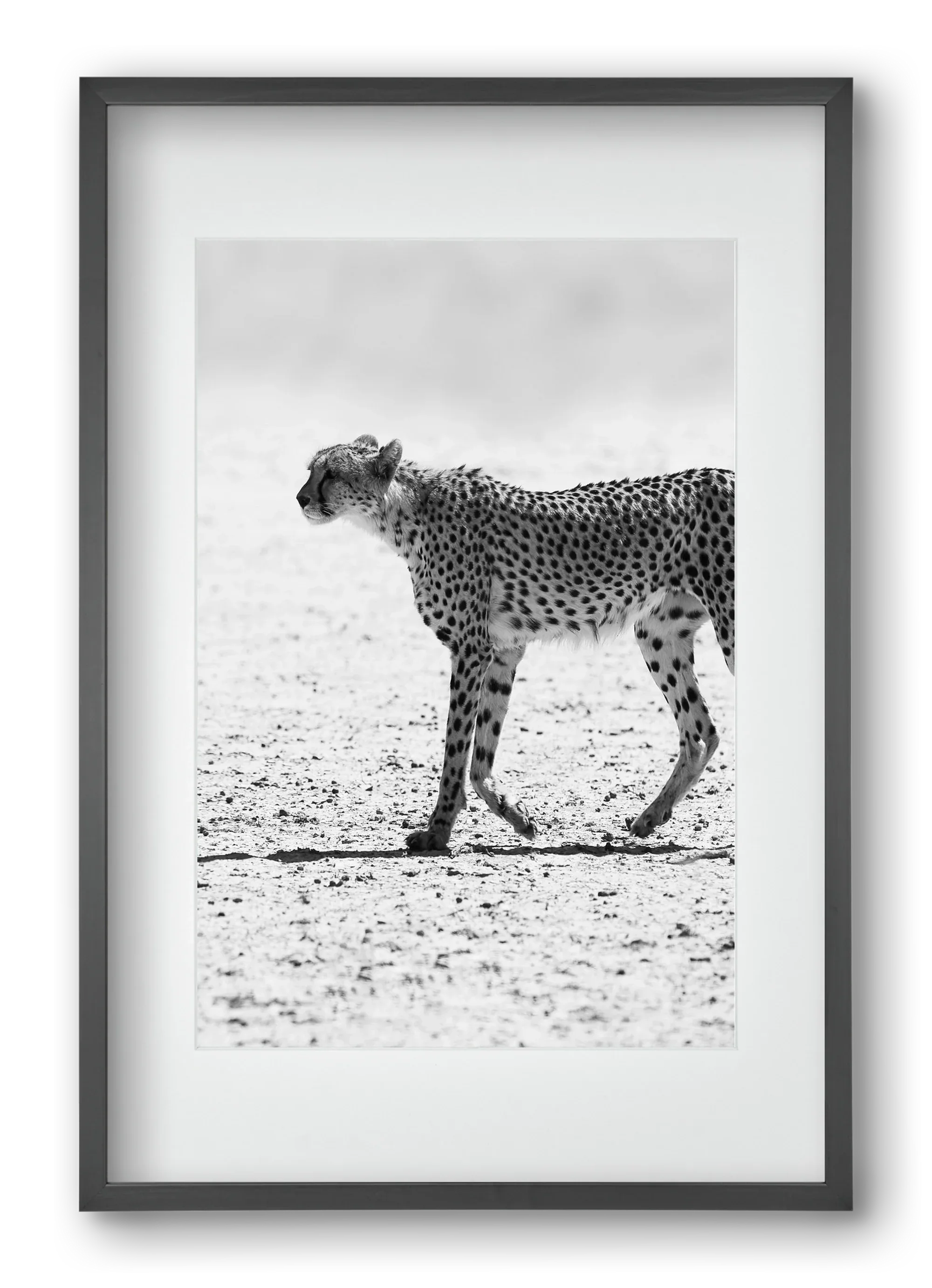 Cheetah - artbridge