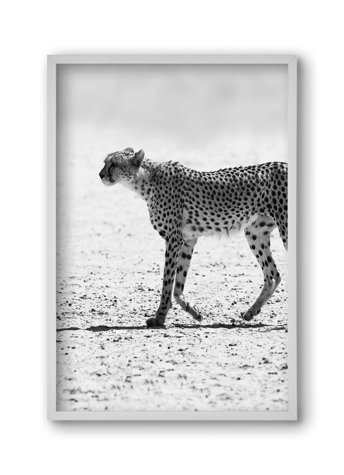 Cheetah - artbridge