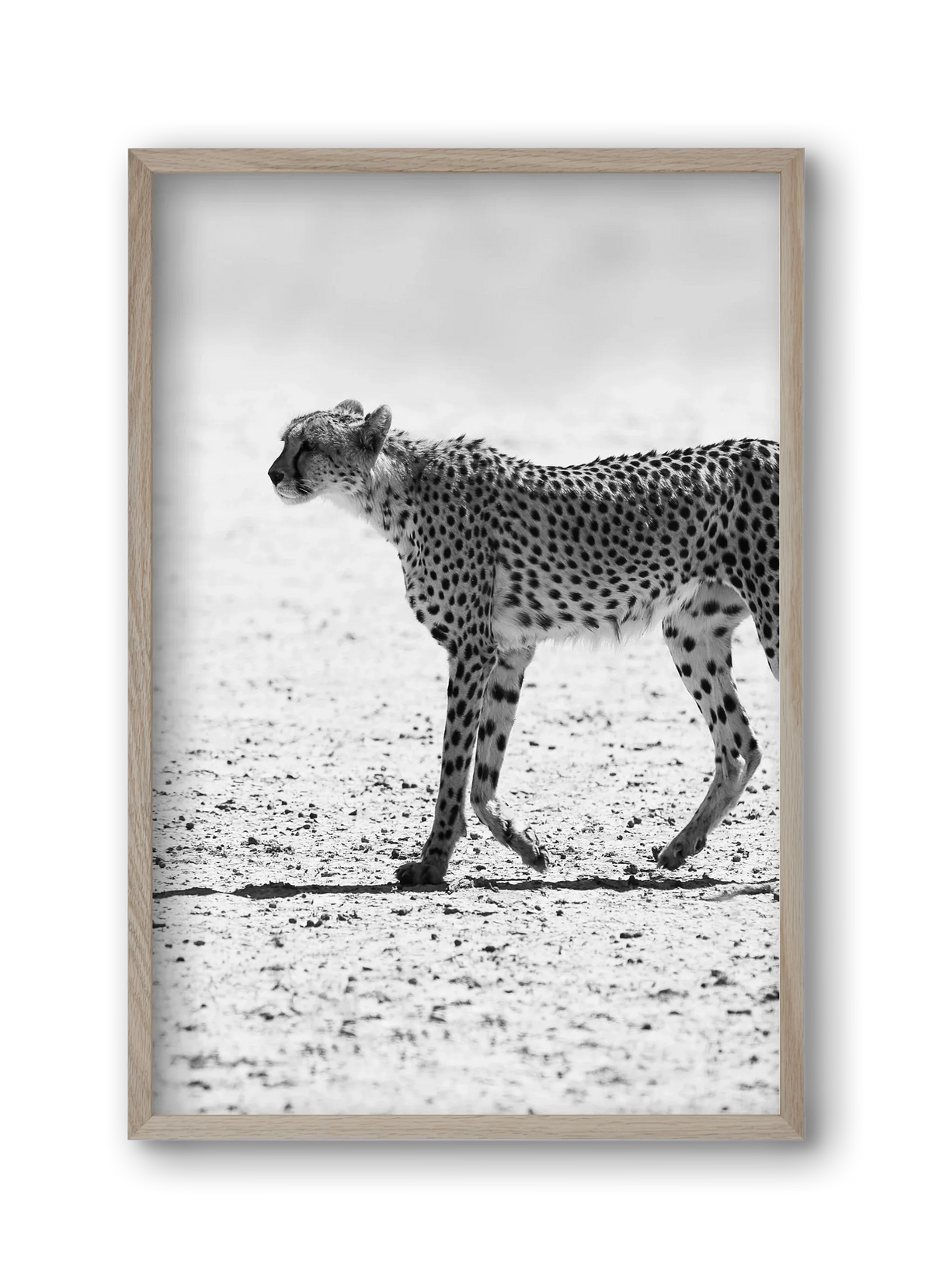 Cheetah - artbridge