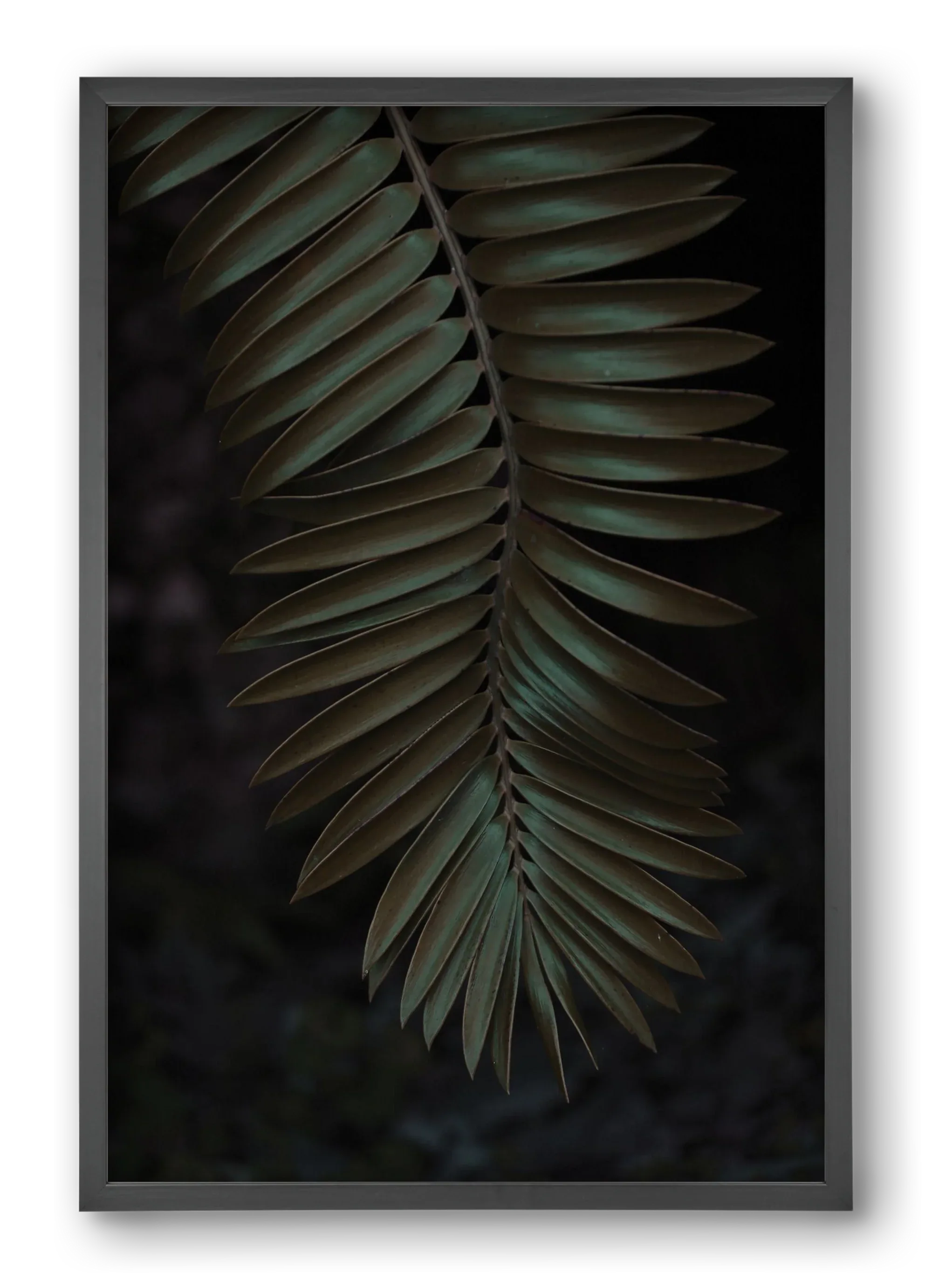 Cycad - artbridge