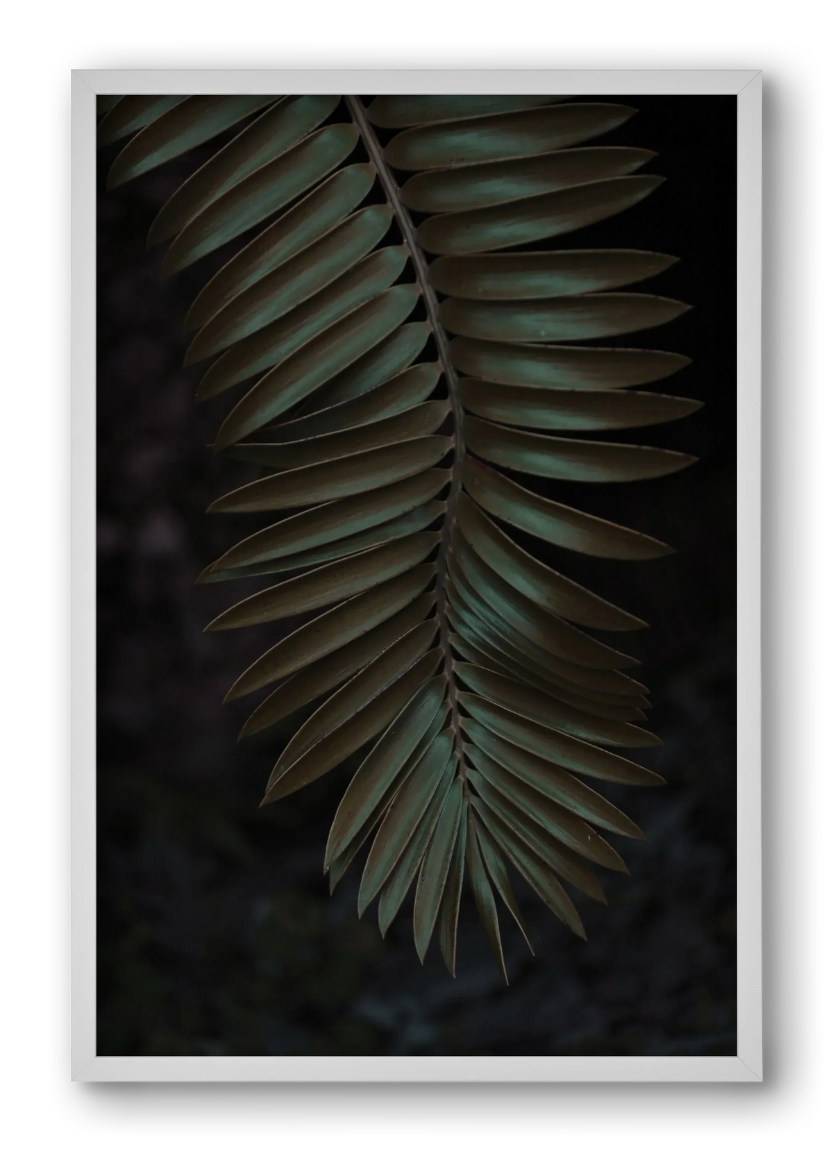 Cycad - artbridge