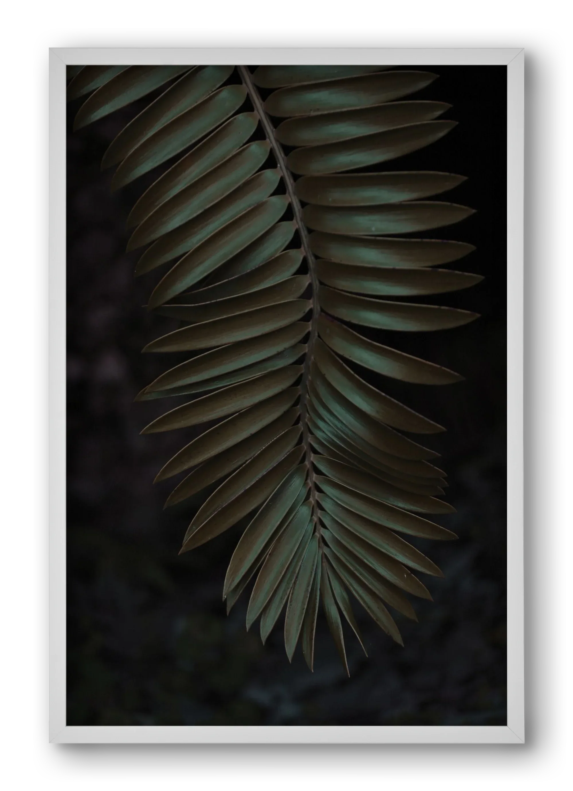 Cycad - artbridge