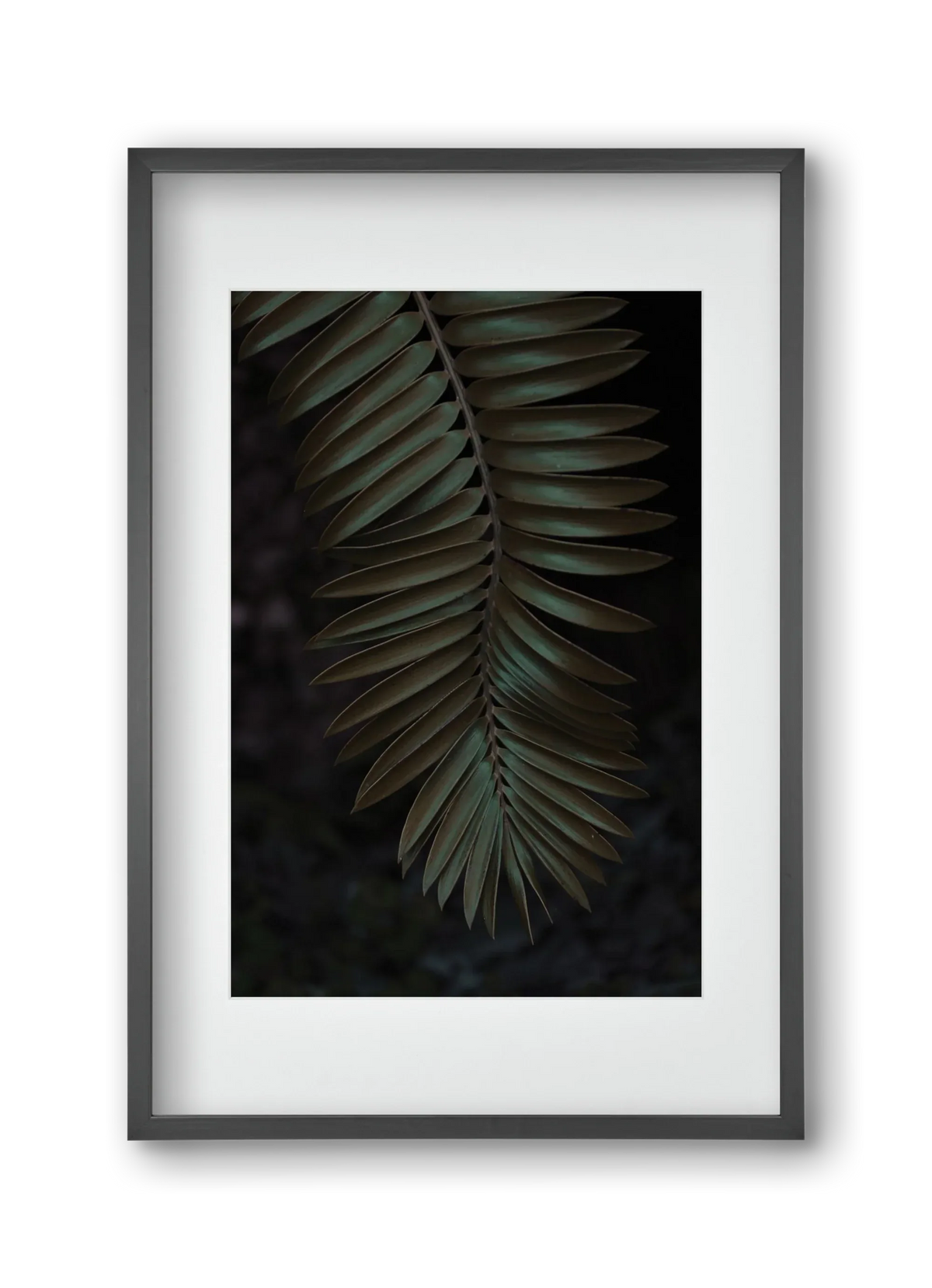 Cycad - artbridge