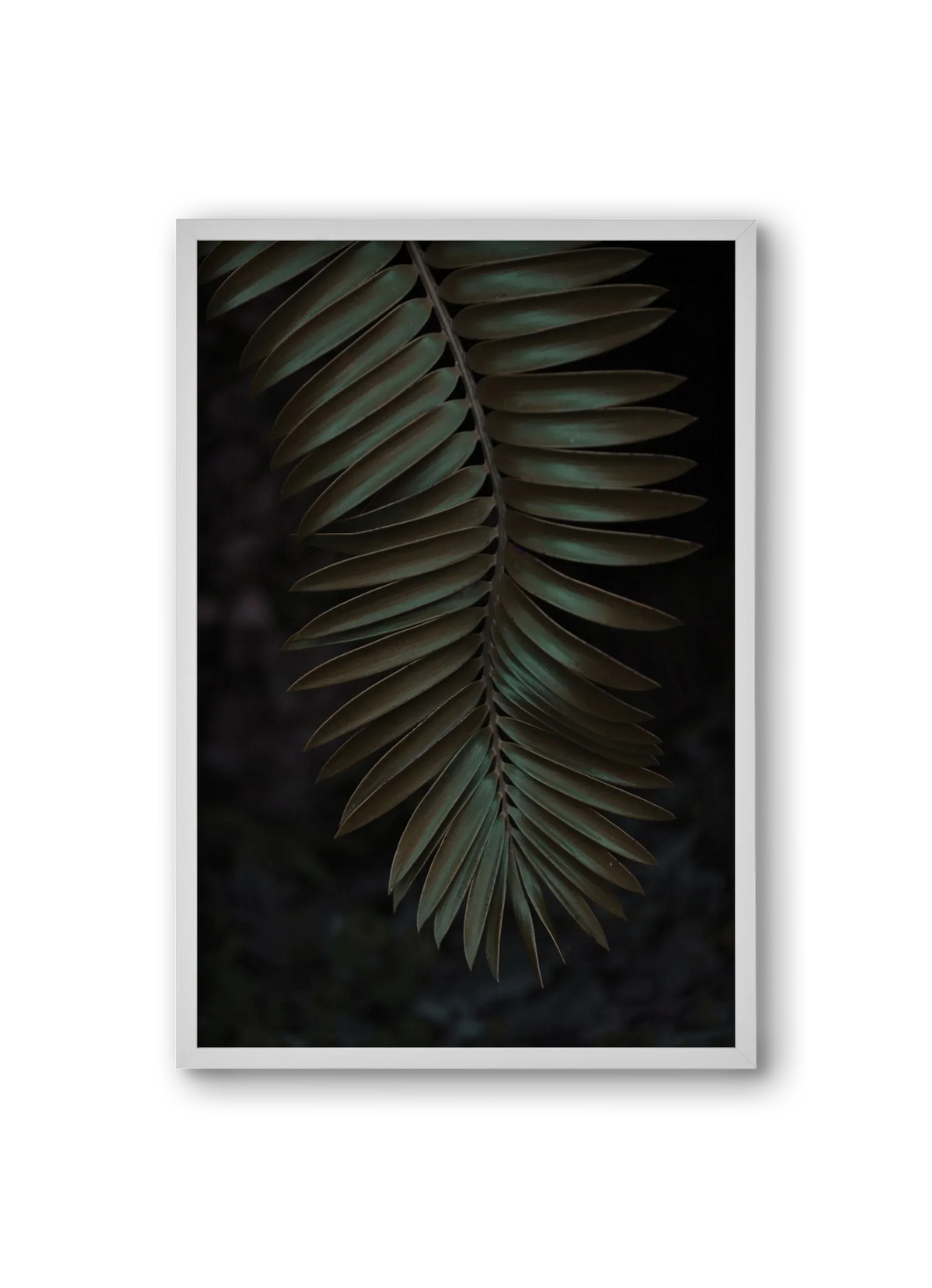 Cycad - artbridge