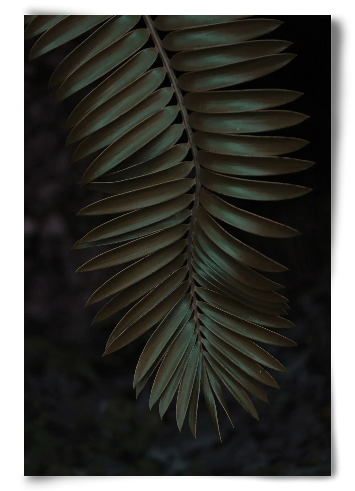 Cycad - artbridge