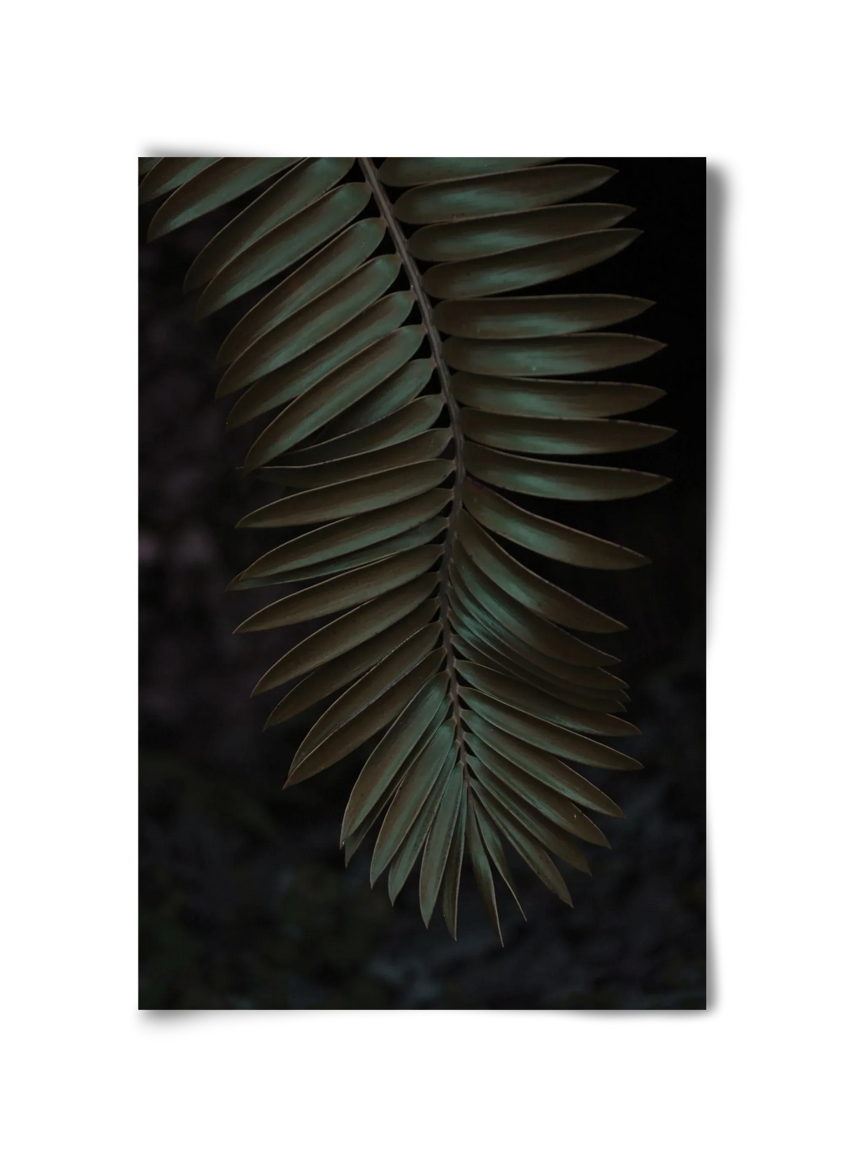 Cycad - artbridge