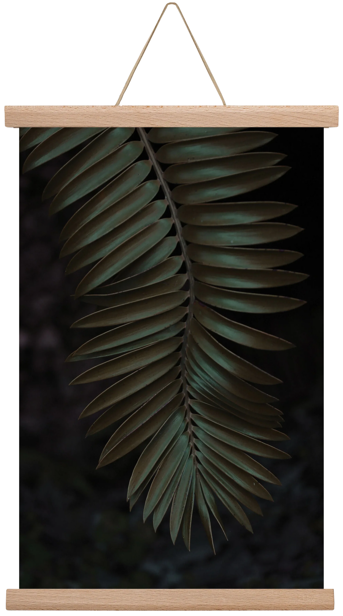 Cycad - artbridge
