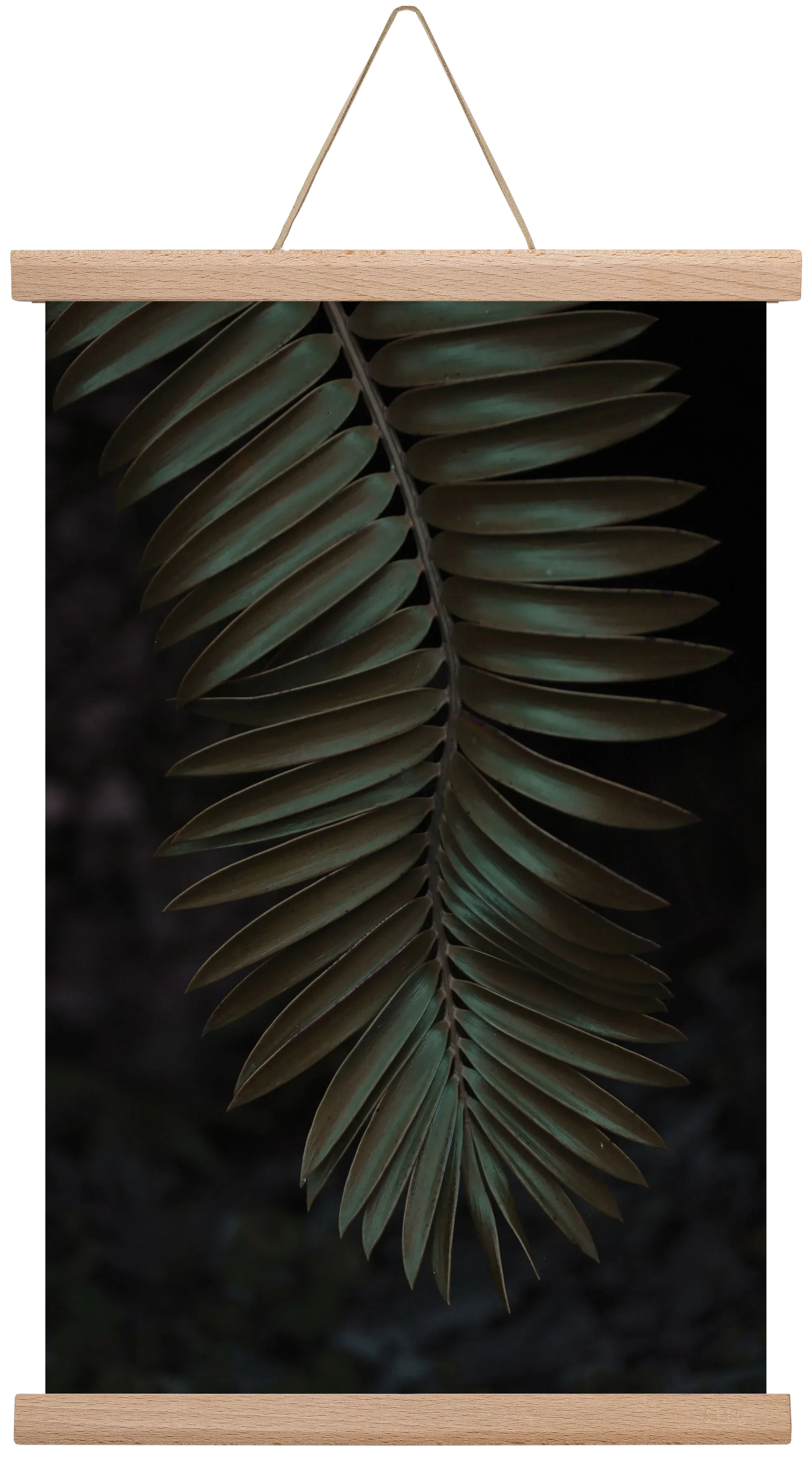 Cycad - artbridge