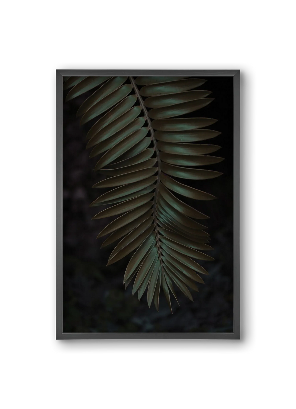 Cycad - artbridge