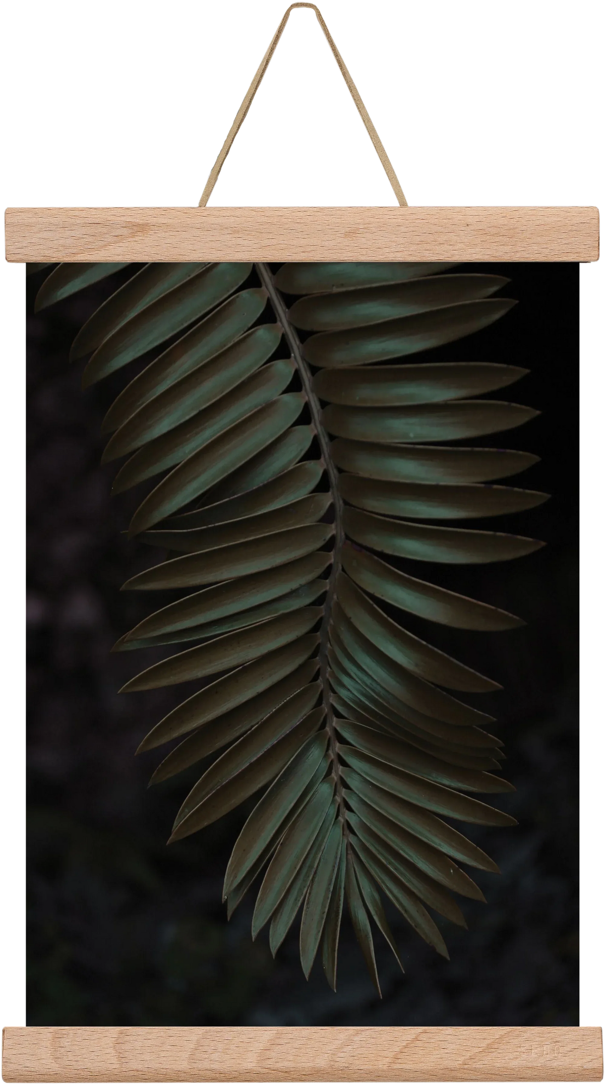 Cycad - artbridge
