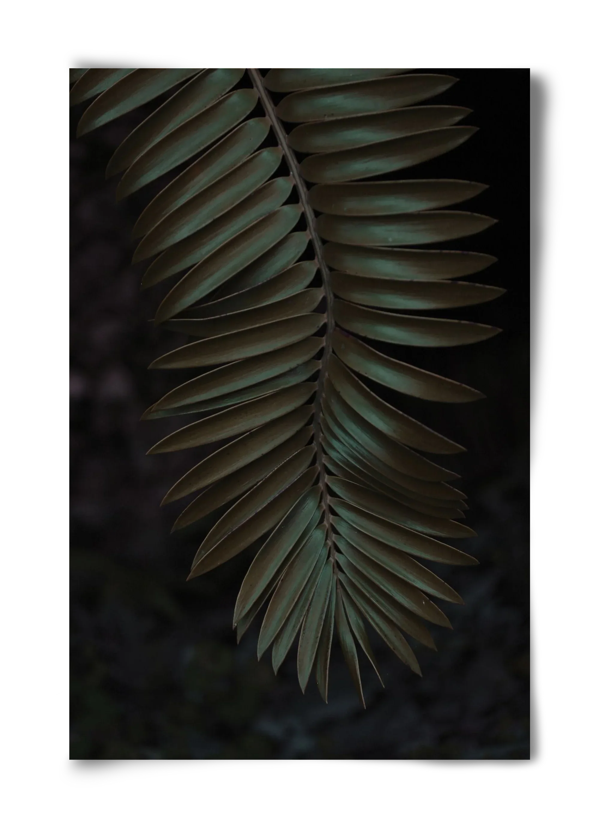 Cycad - artbridge