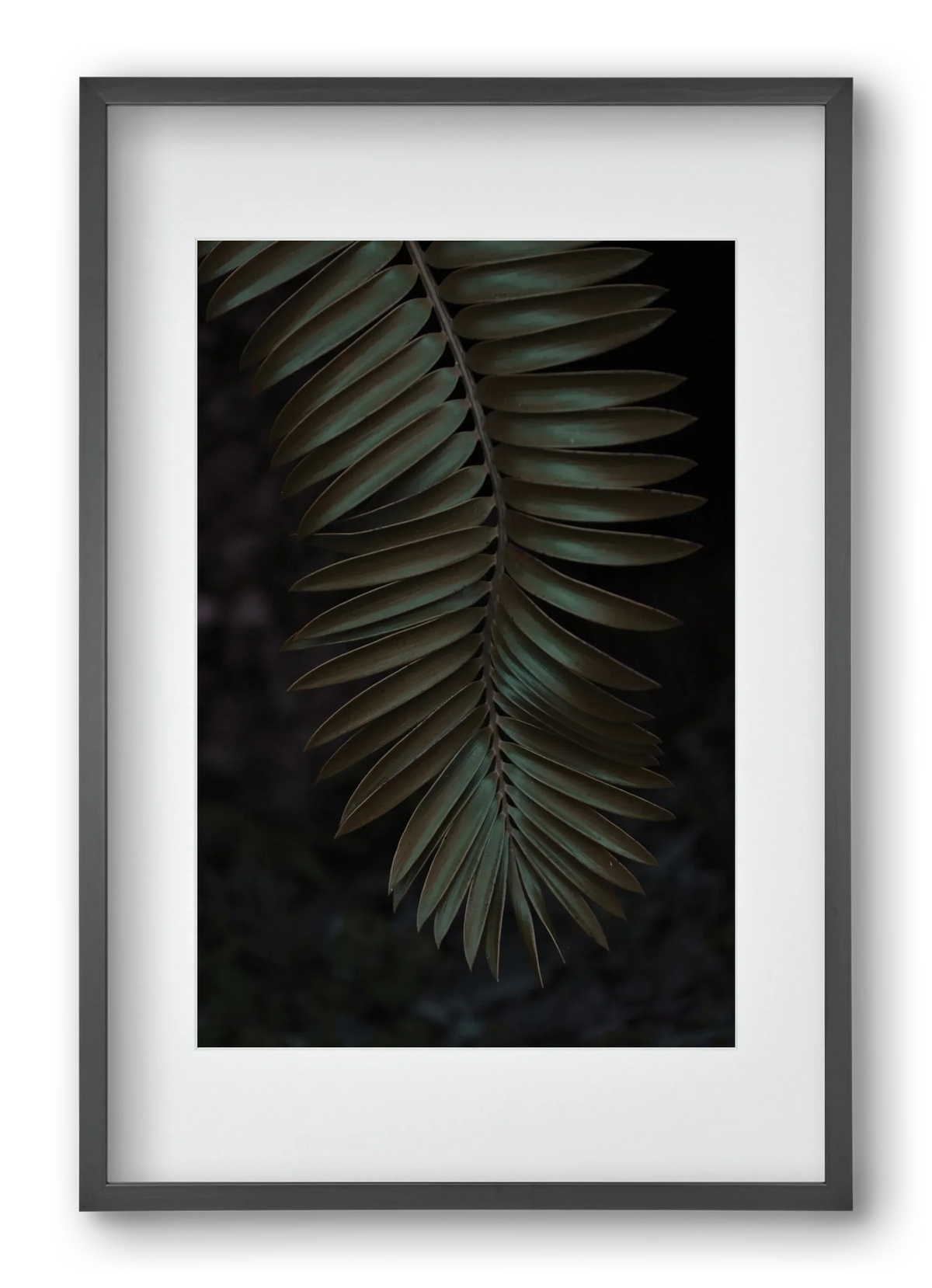 Cycad - artbridge