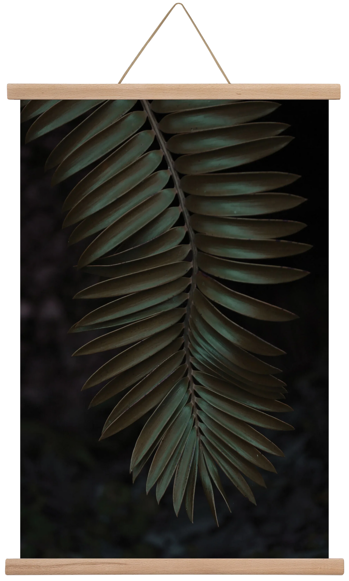 Cycad - artbridge