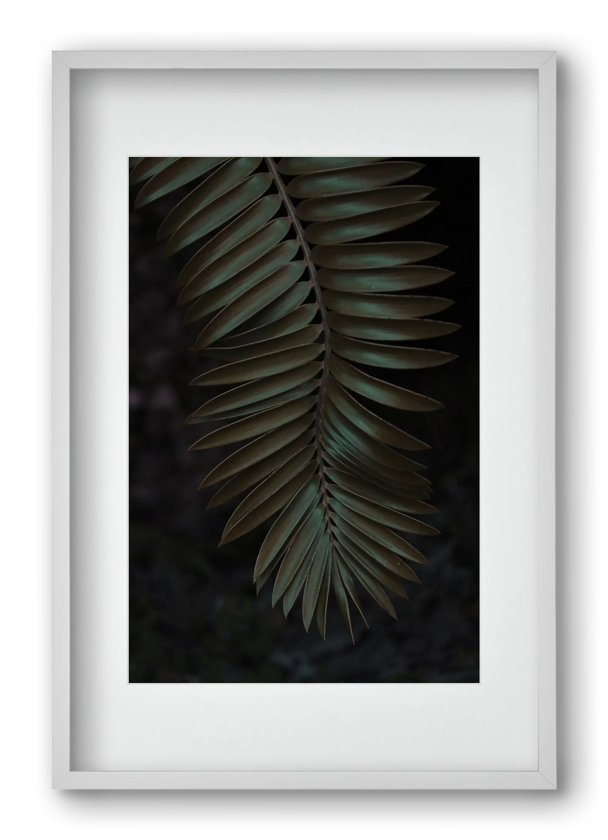 Cycad - artbridge