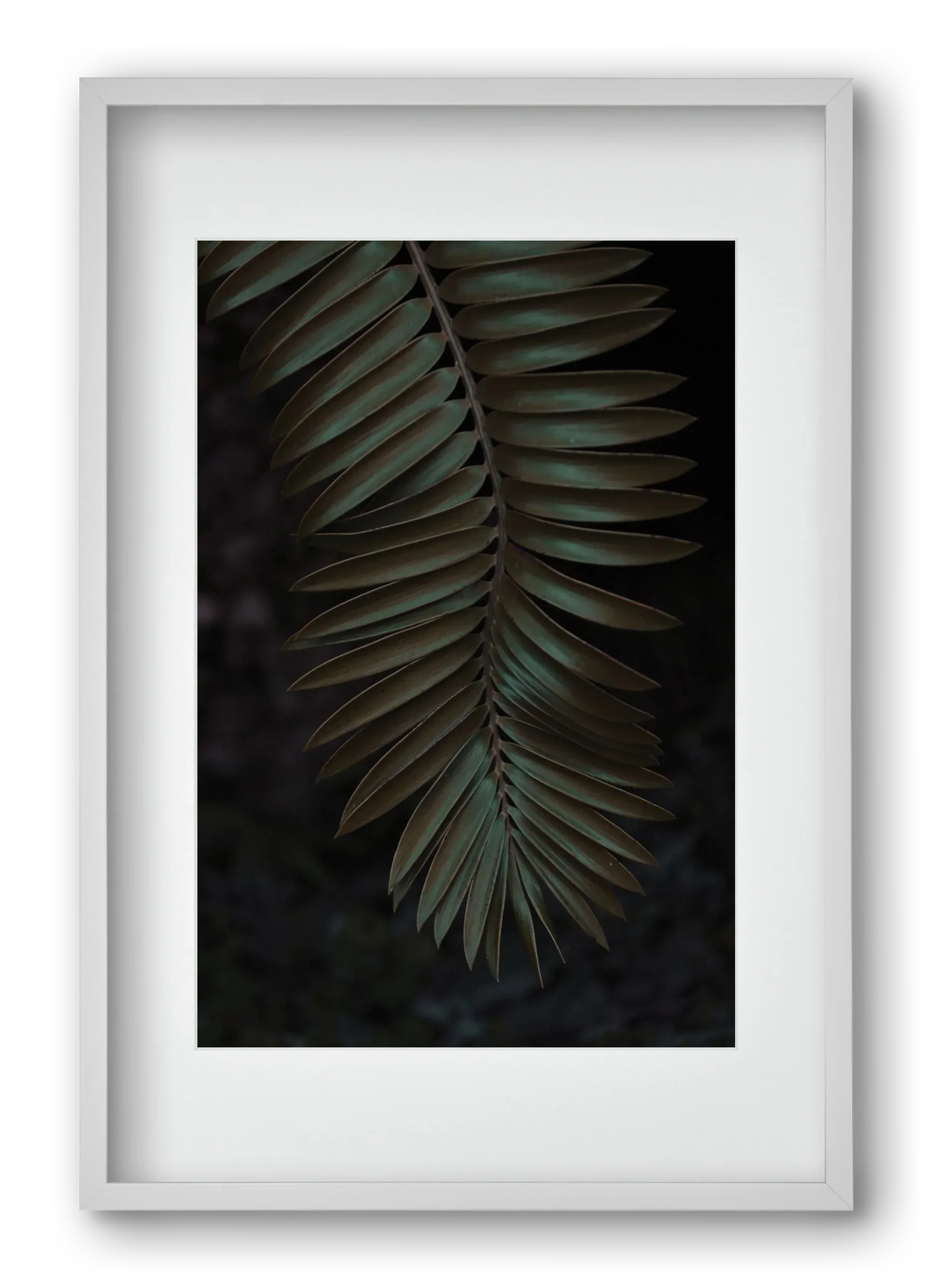 Cycad - artbridge
