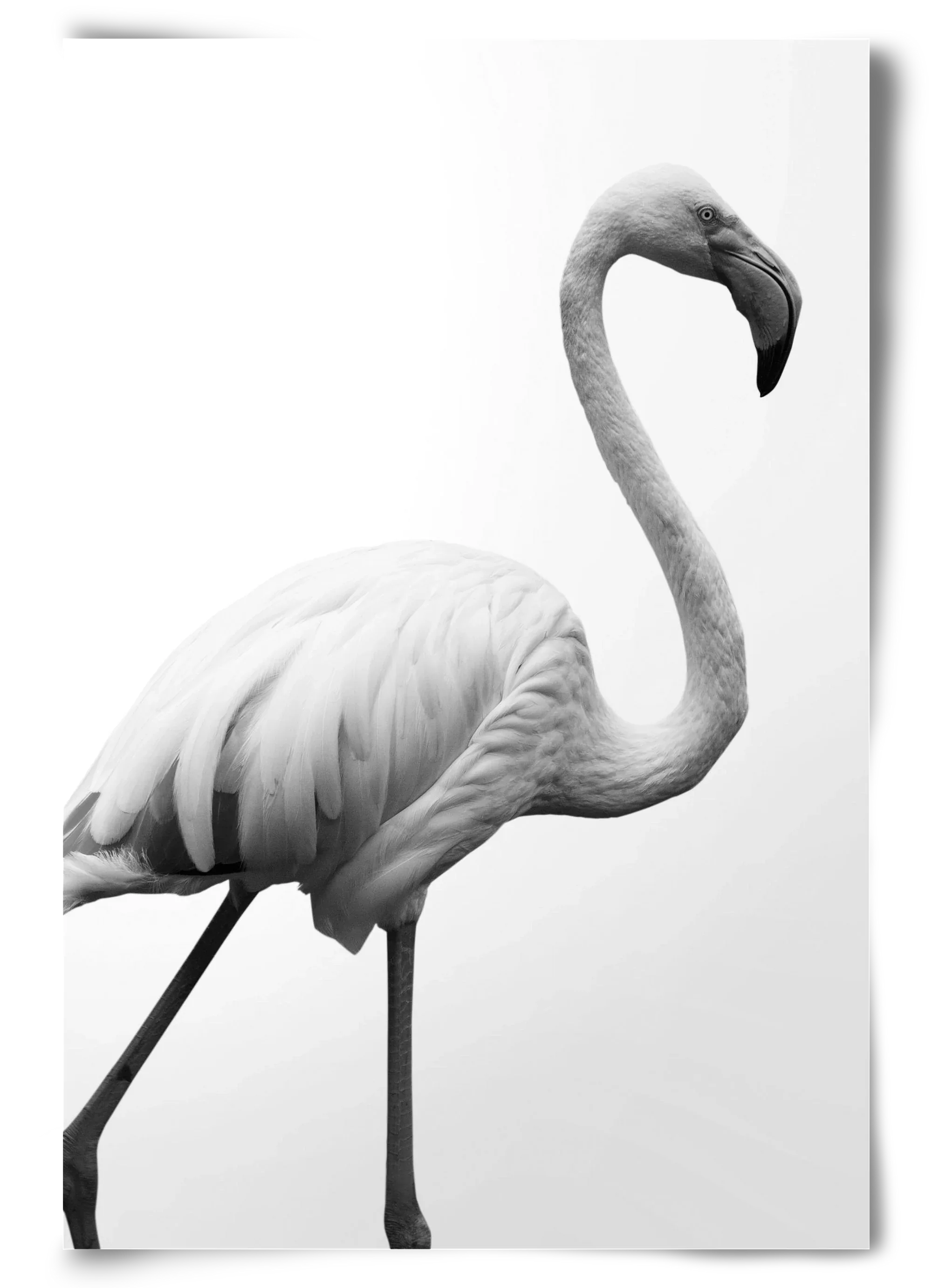 Dancer - artbridge
