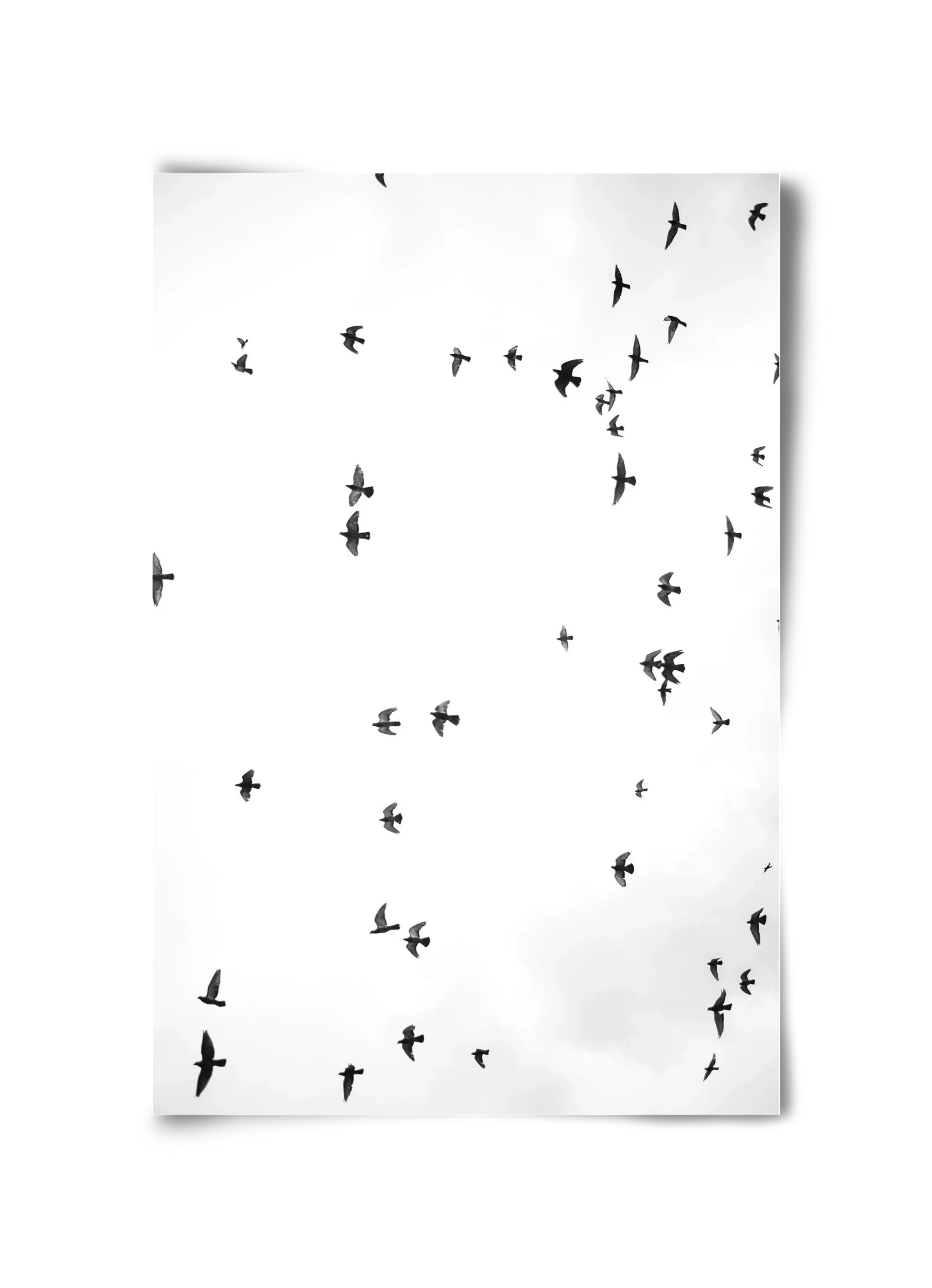 Flight and freedom - artbridge
