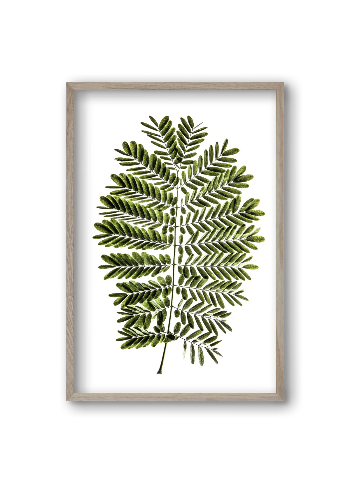 Leaf study - artbridge