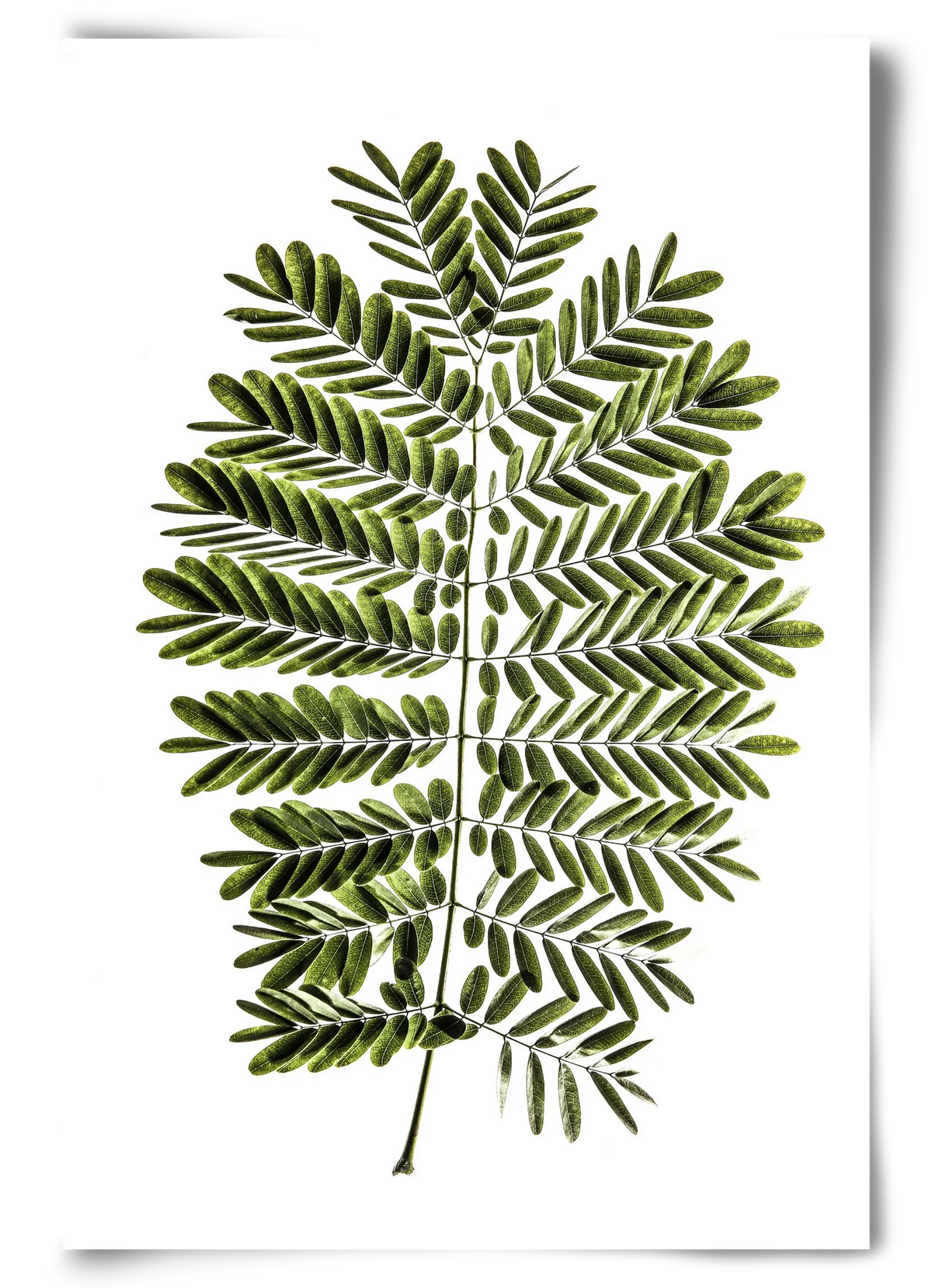 Leaf study - artbridge