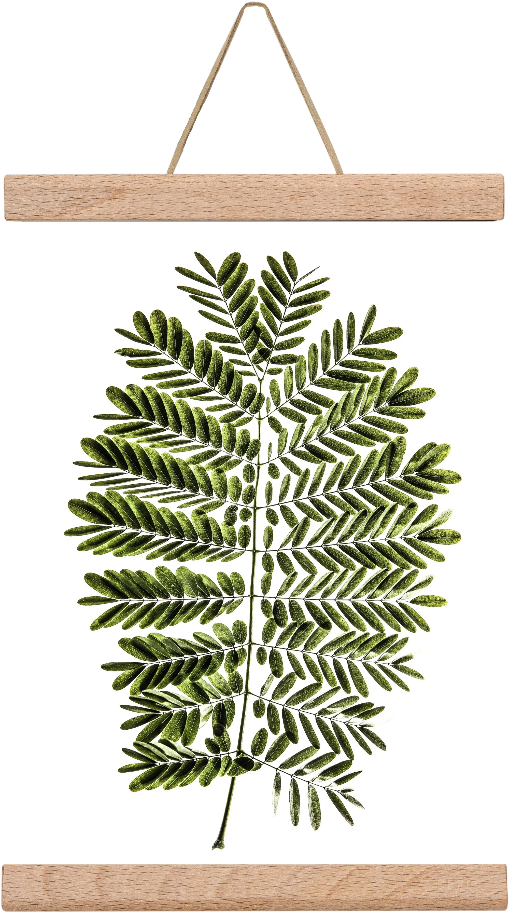 Leaf study - artbridge