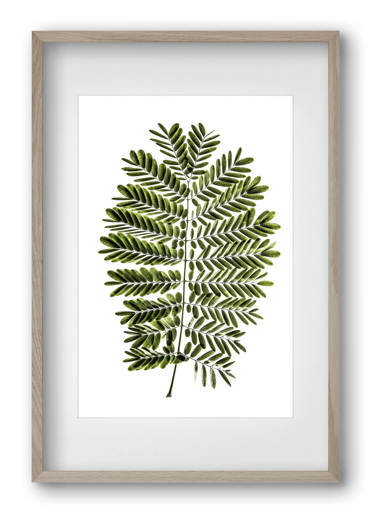 Leaf study - artbridge