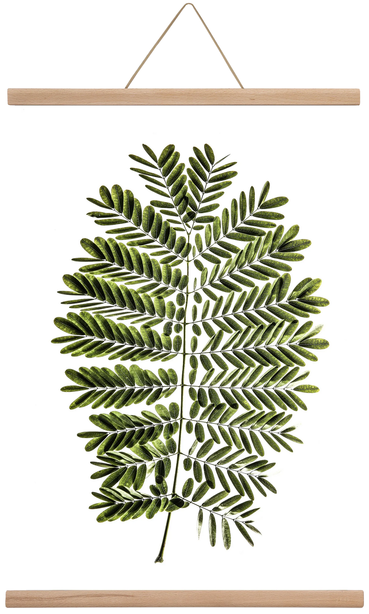 Leaf study - artbridge