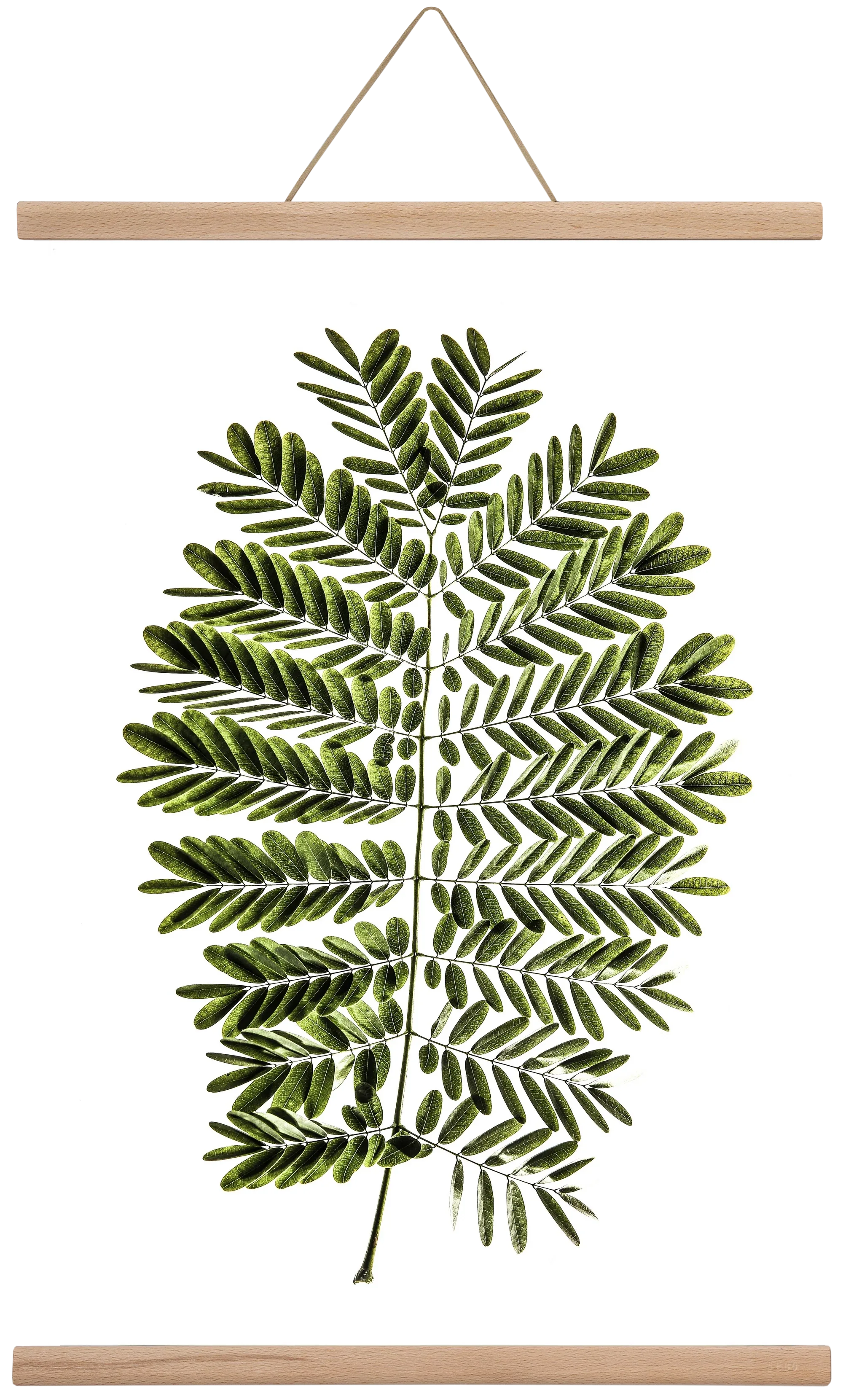 Leaf study - artbridge