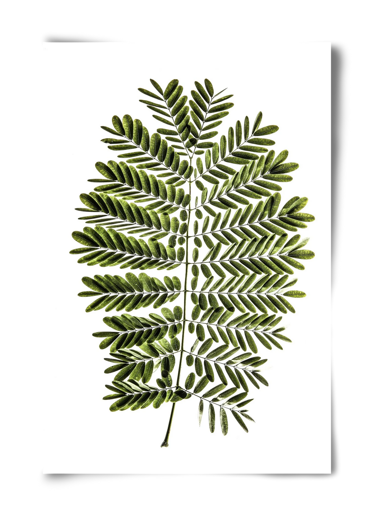 Leaf study - artbridge