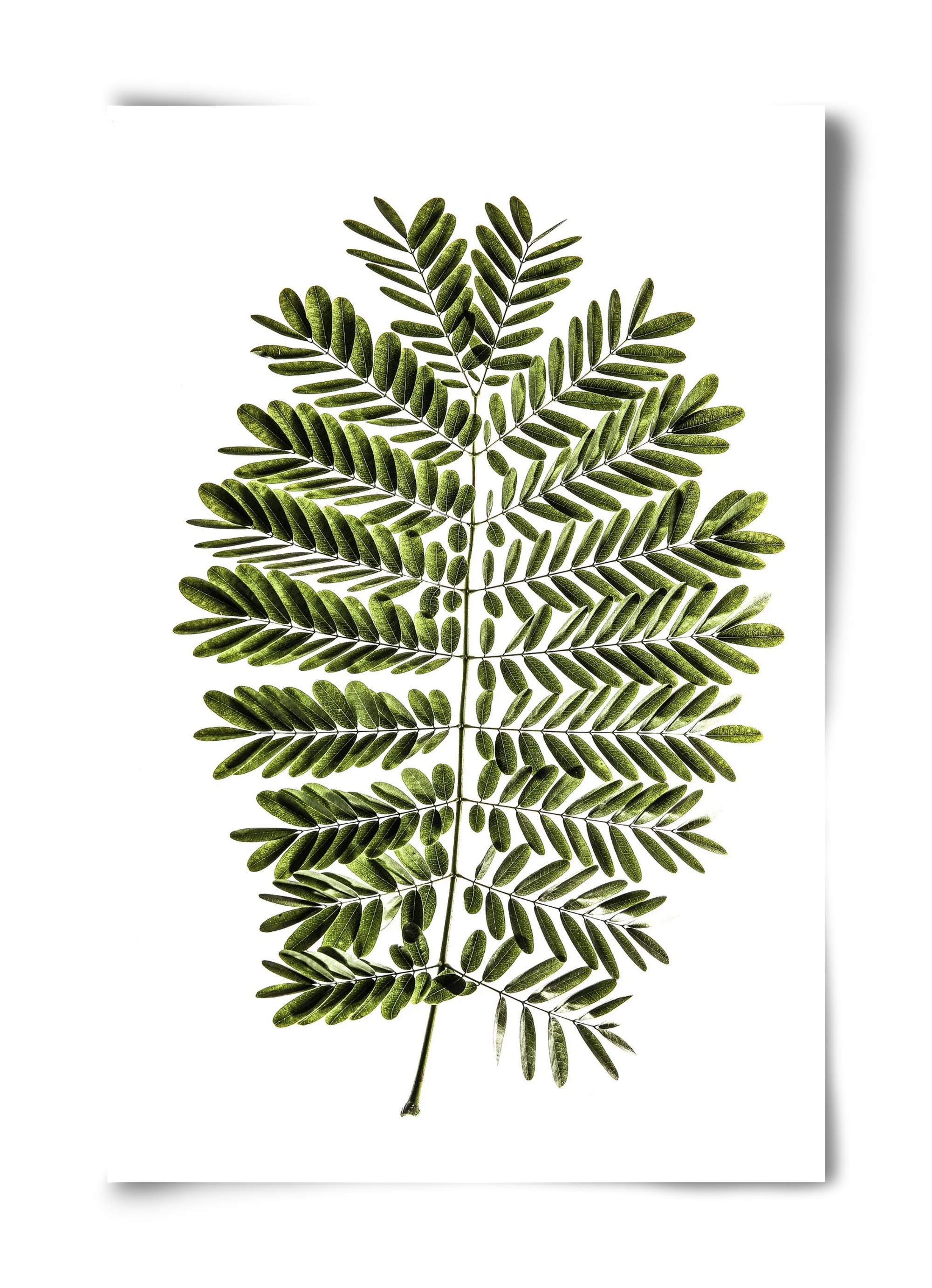Leaf study - artbridge