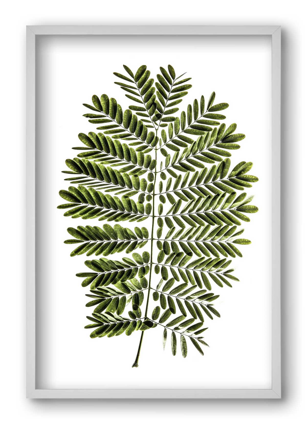 Leaf study - artbridge