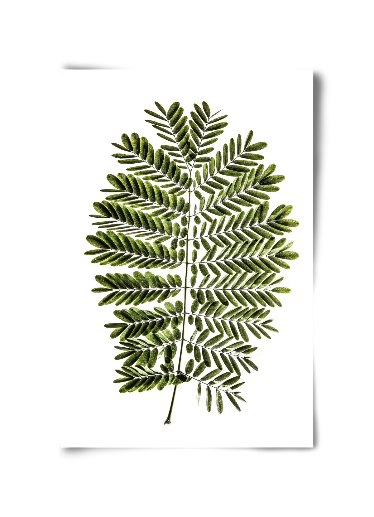 Leaf study - artbridge
