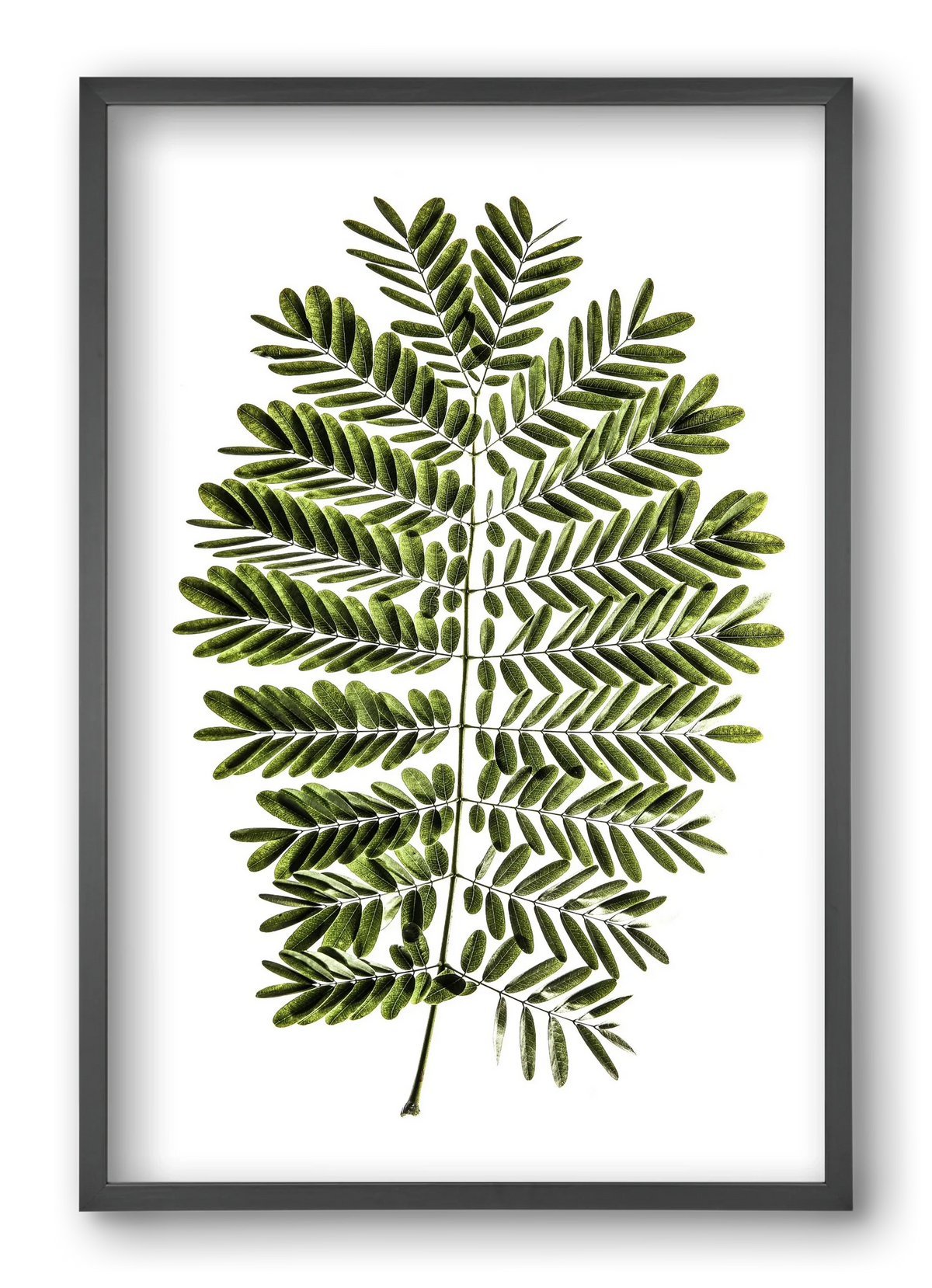 Leaf study - artbridge