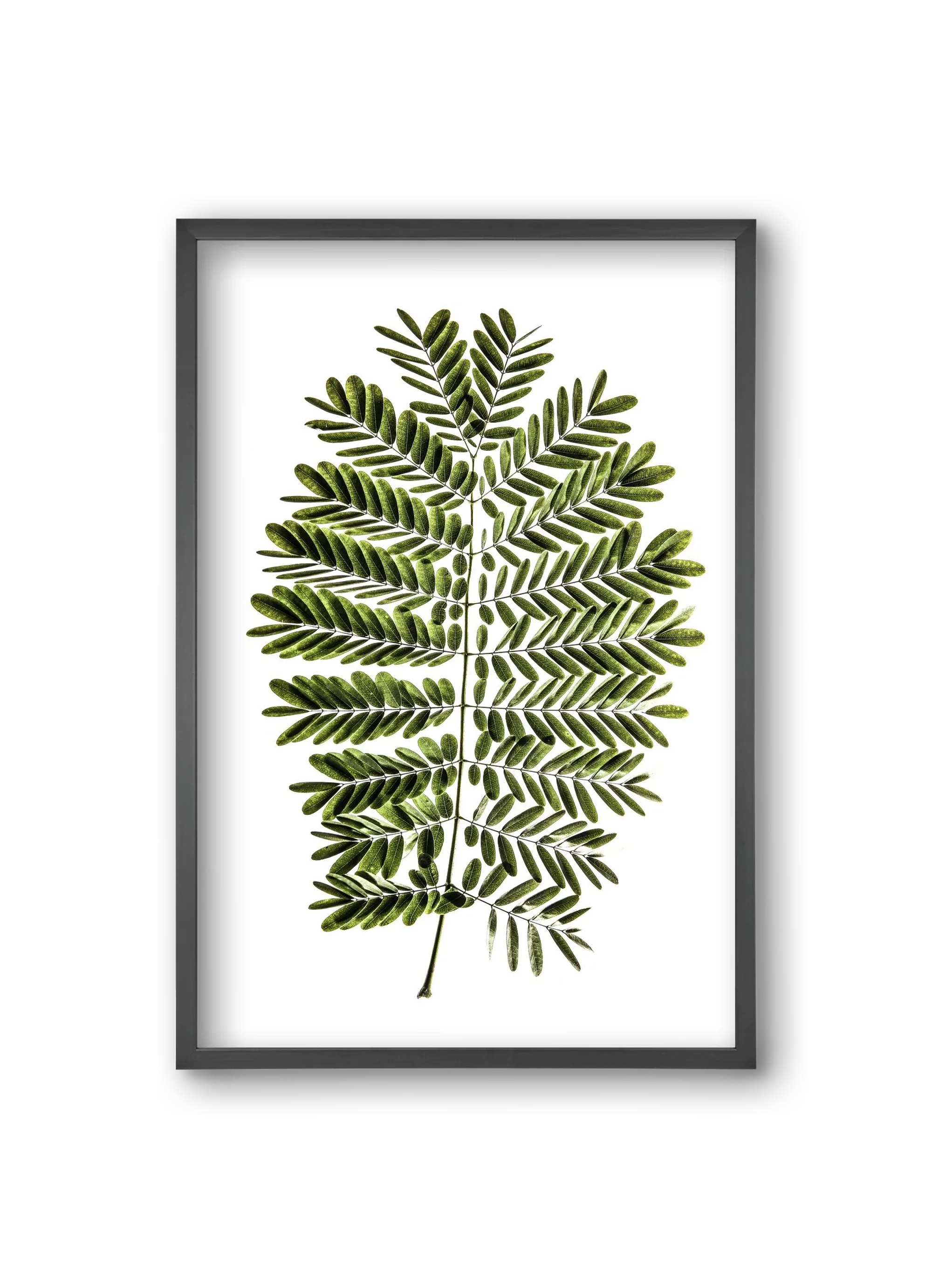 Leaf study - artbridge