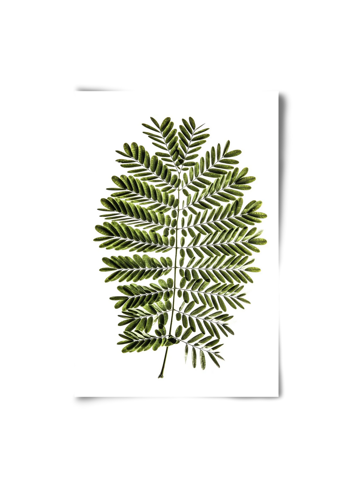 Leaf study - artbridge