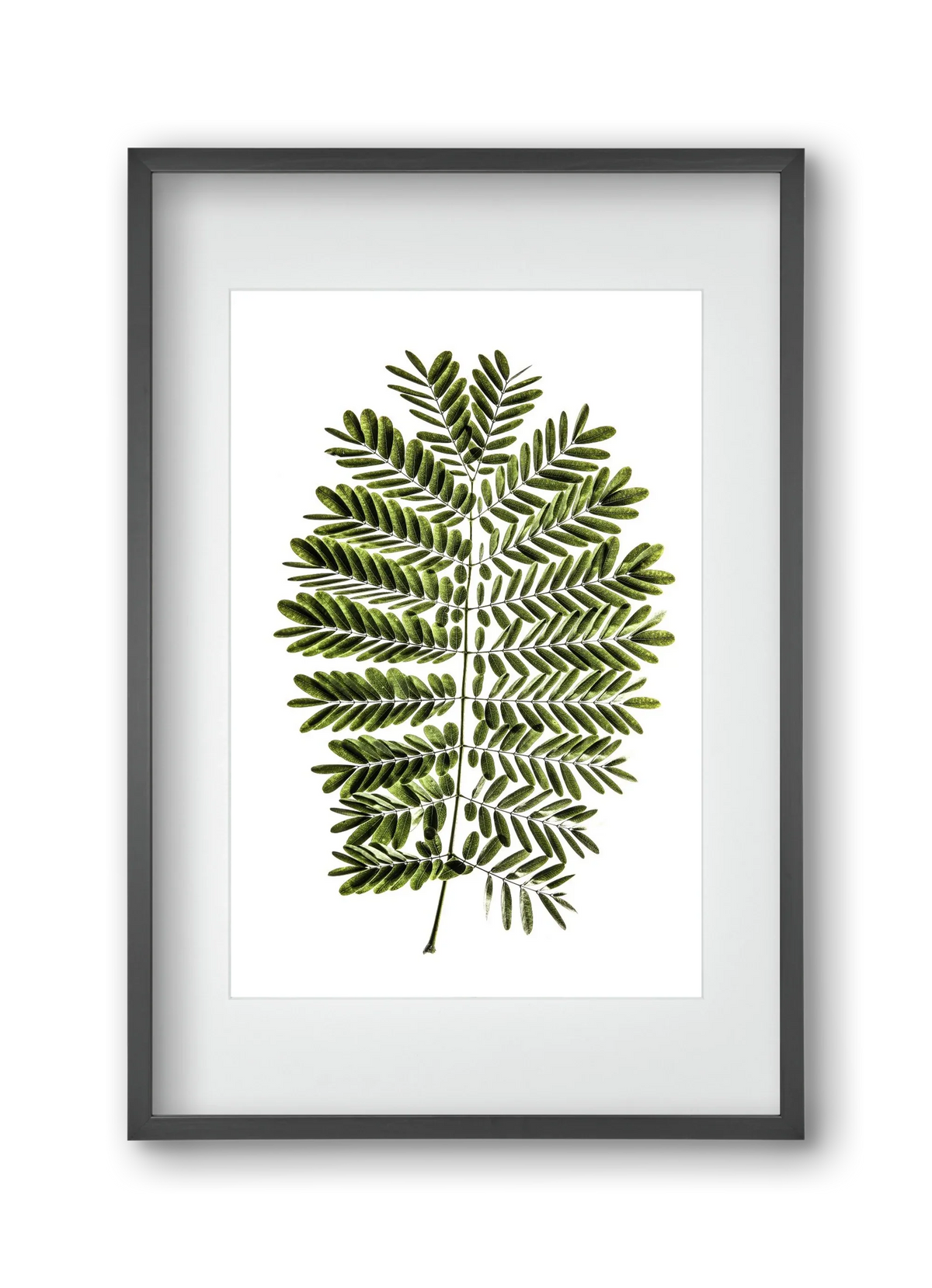 Leaf study - artbridge