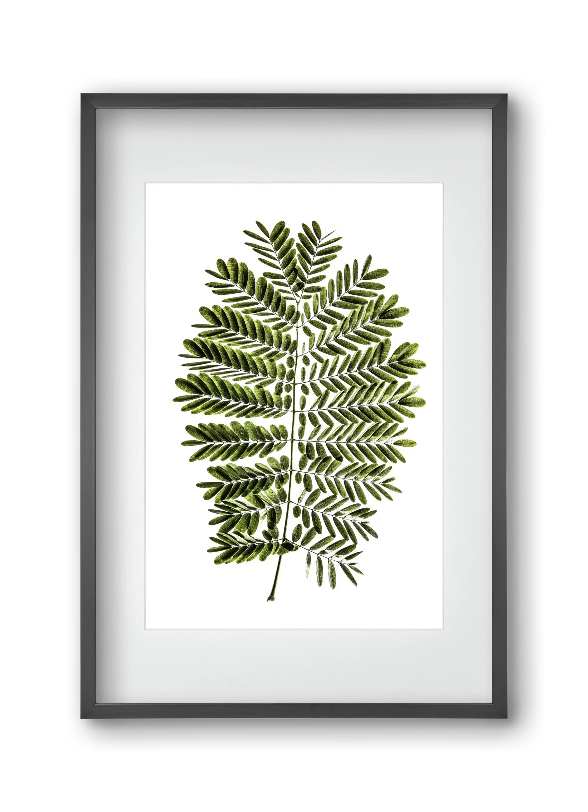 Leaf study - artbridge