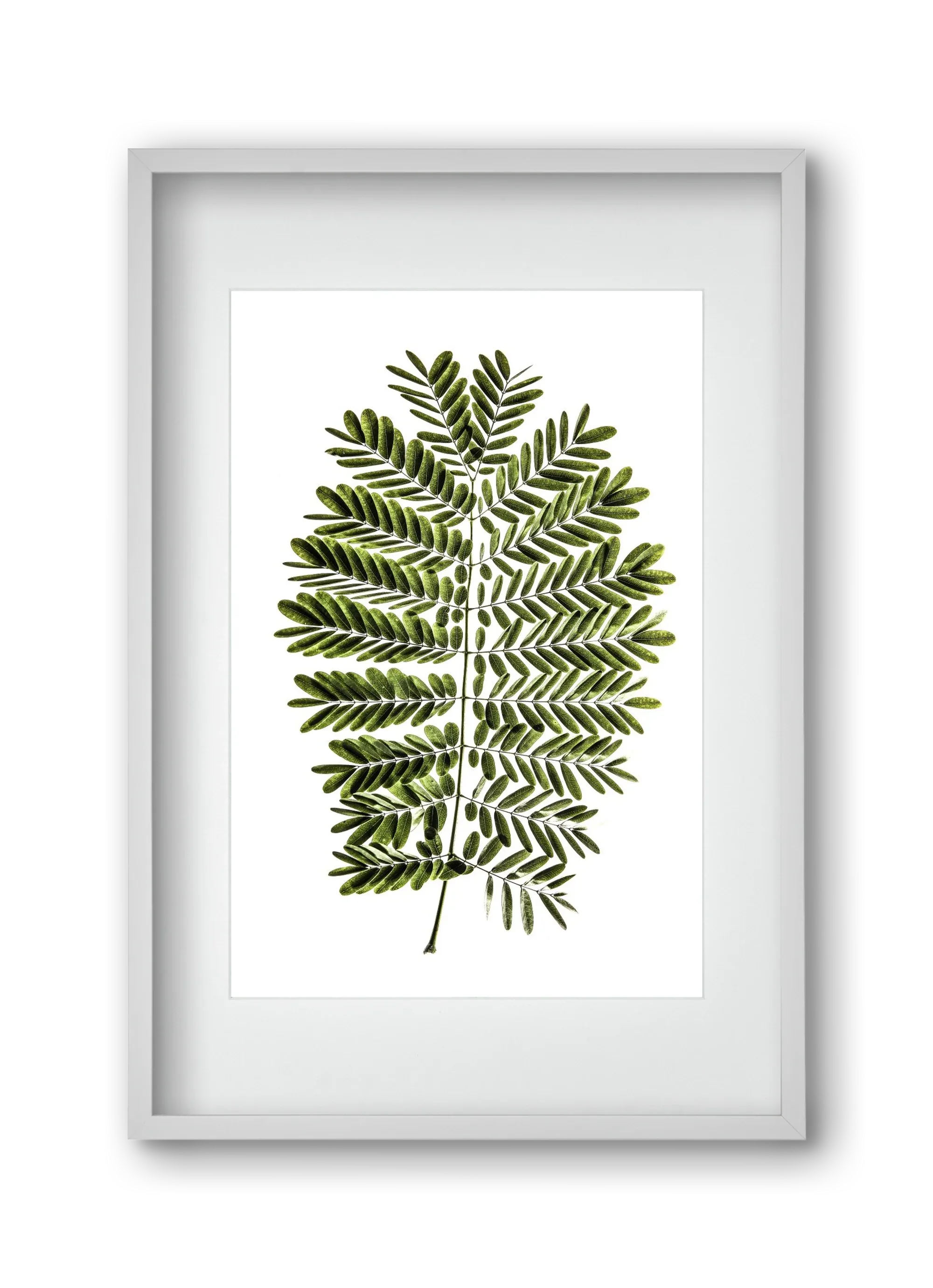 Leaf study - artbridge