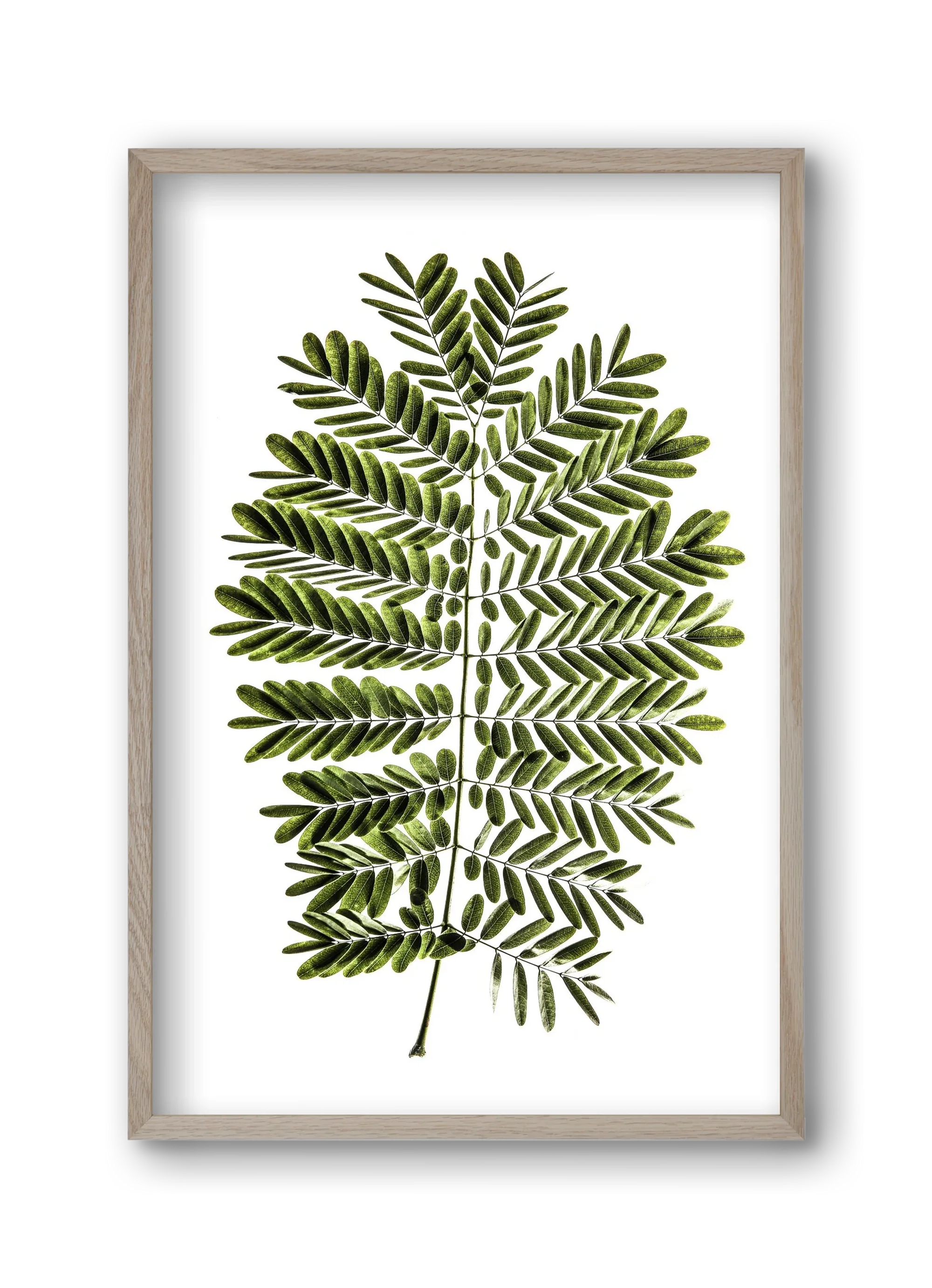 Leaf study - artbridge