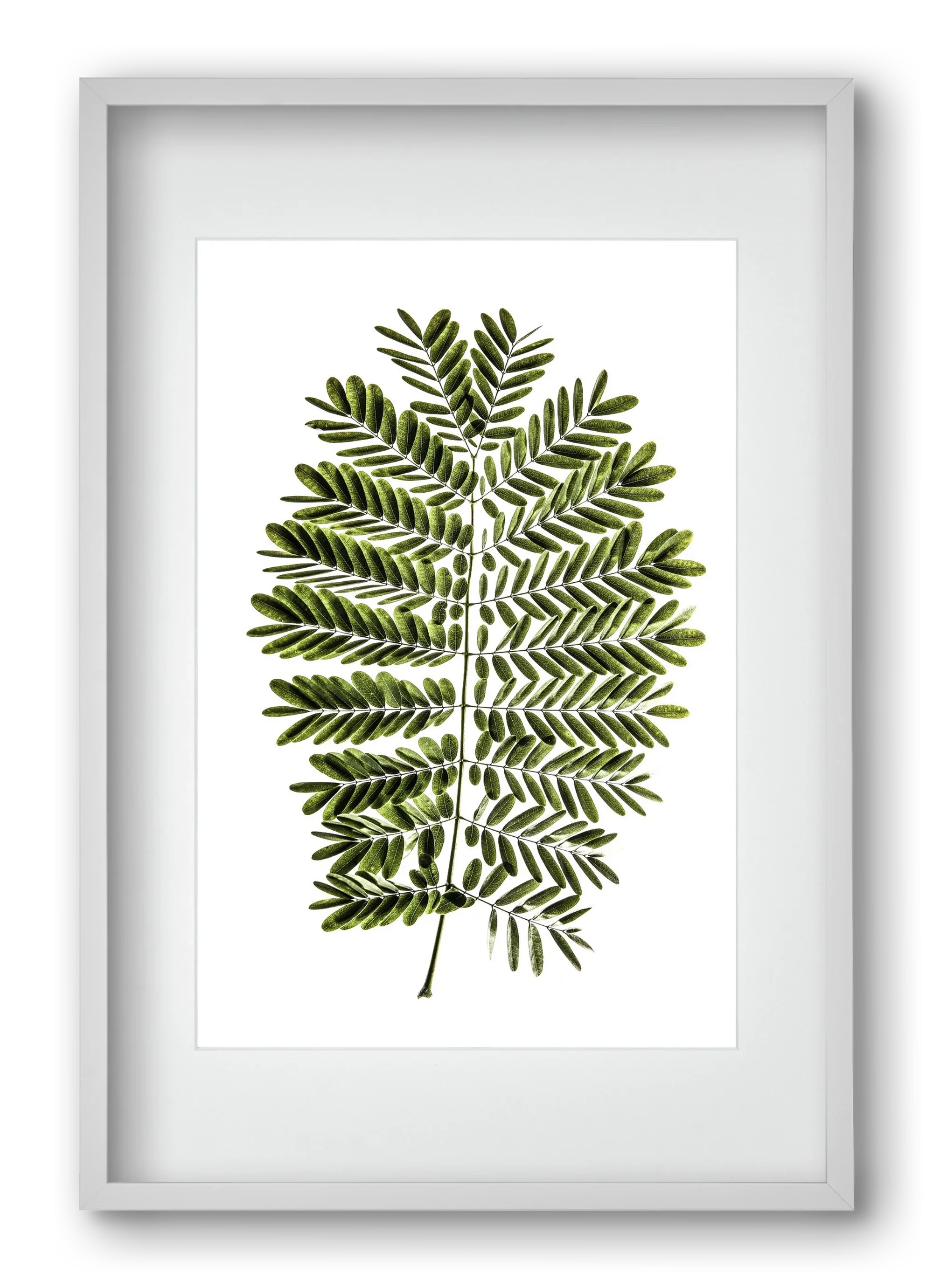 Leaf study - artbridge