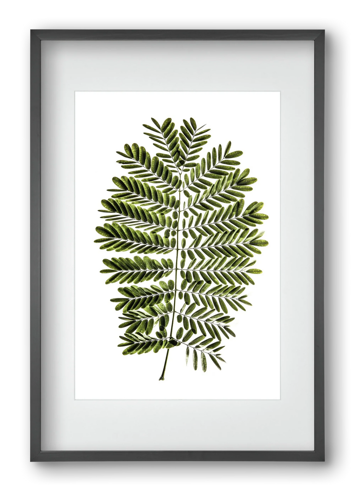 Leaf study - artbridge