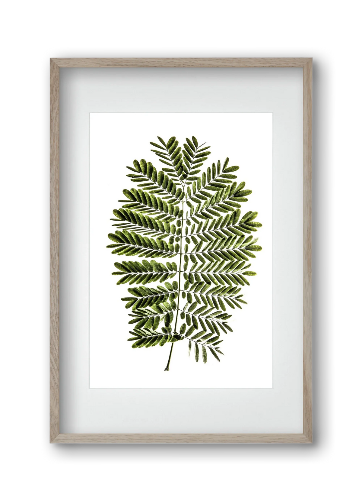 Leaf study - artbridge